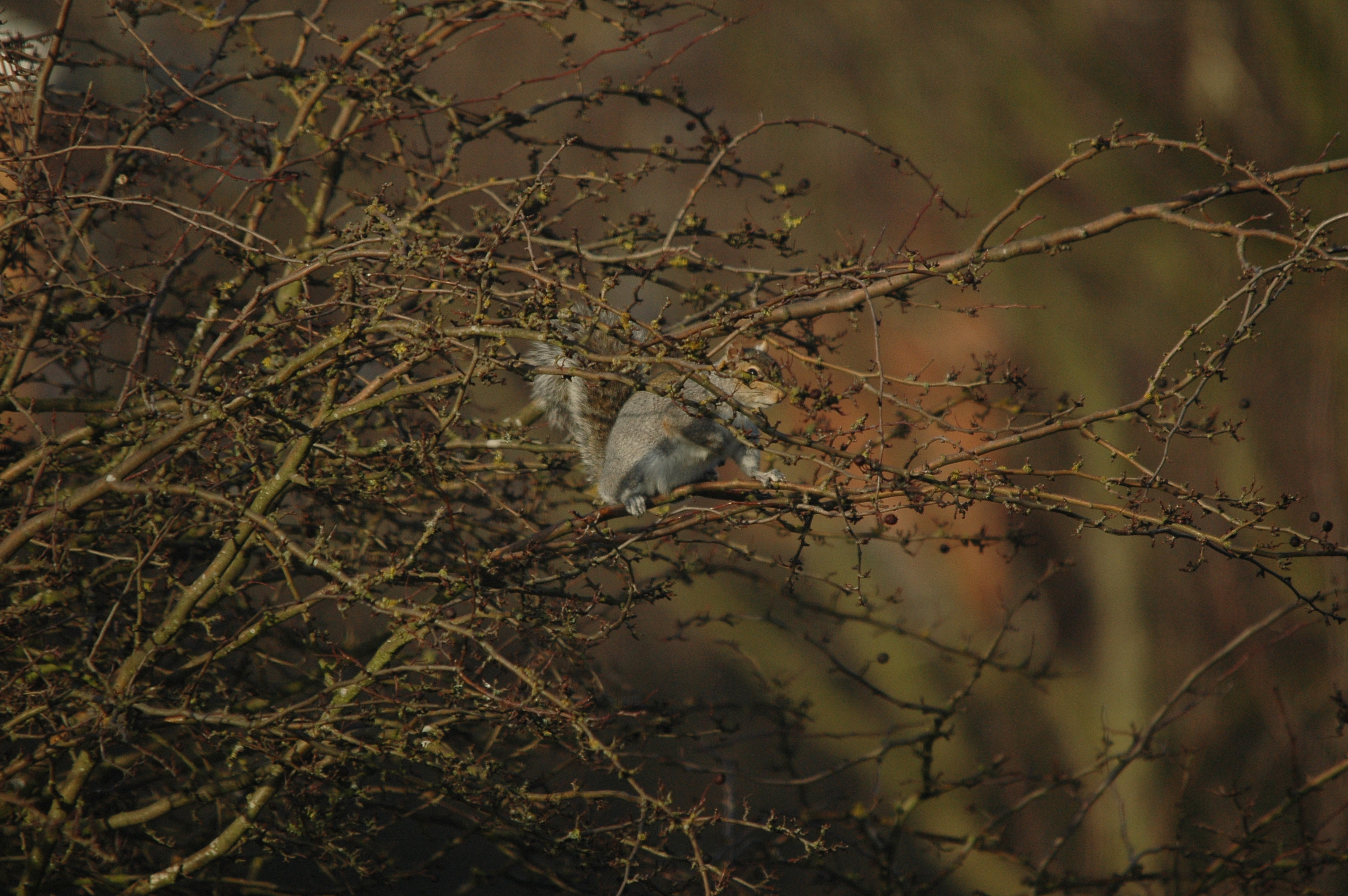 photos/wildlife/Mammal_Species/Grey_Squirrel/DSC_4788.JPG