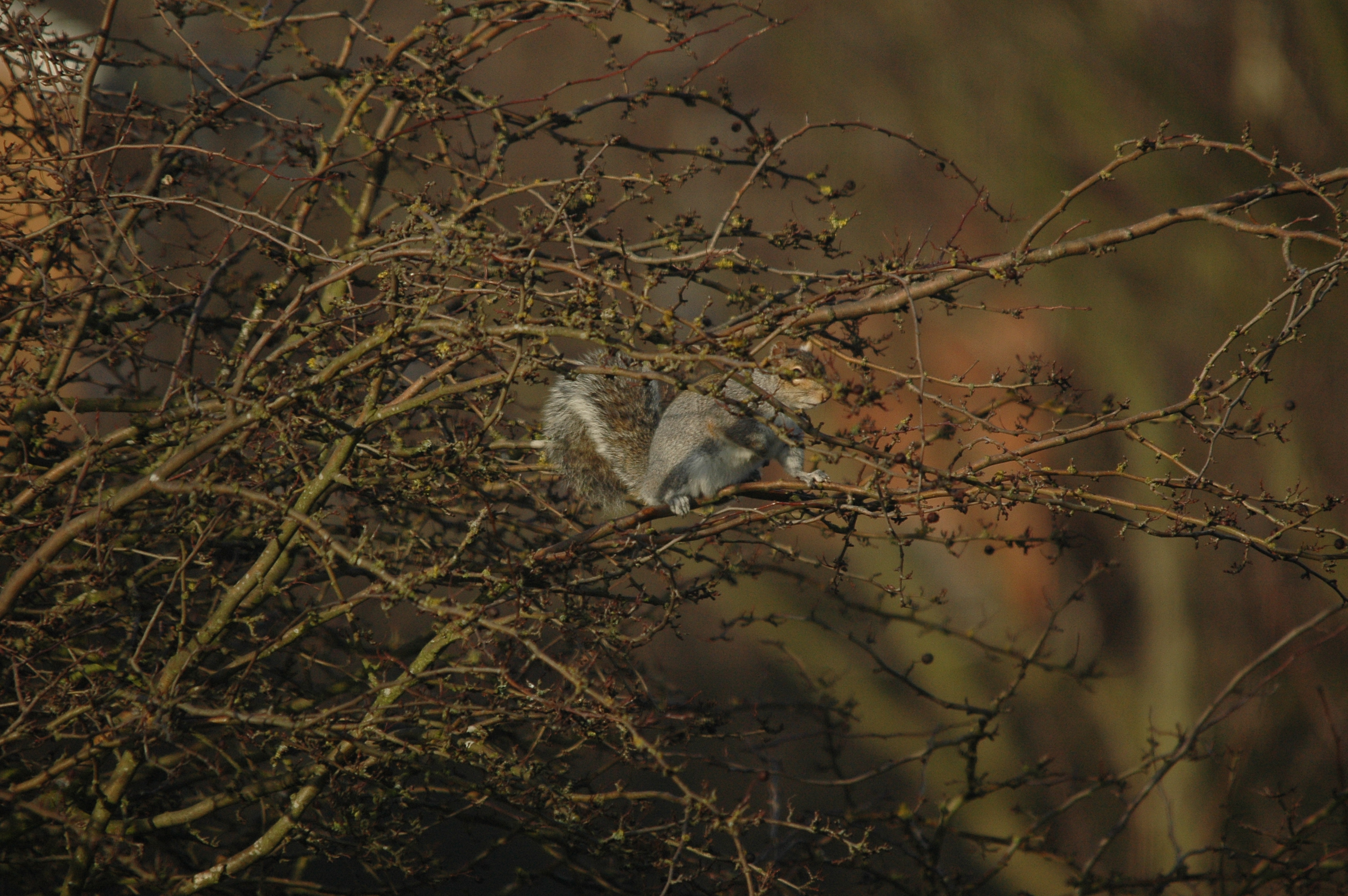 photos/wildlife/Mammal_Species/Grey_Squirrel/DSC_4789.JPG