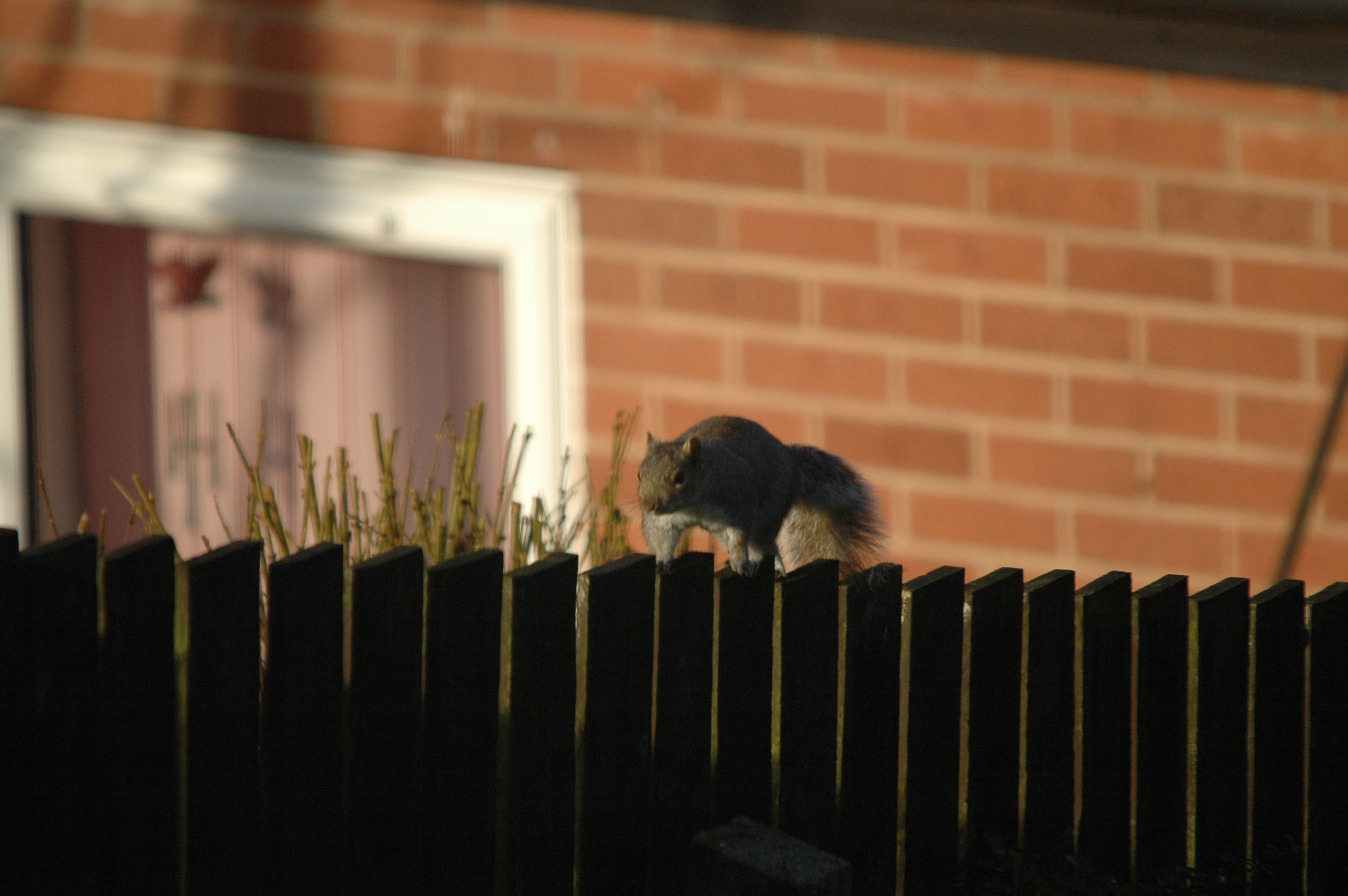 photos/wildlife/Mammal_Species/Grey_Squirrel/DSC_4791.JPG