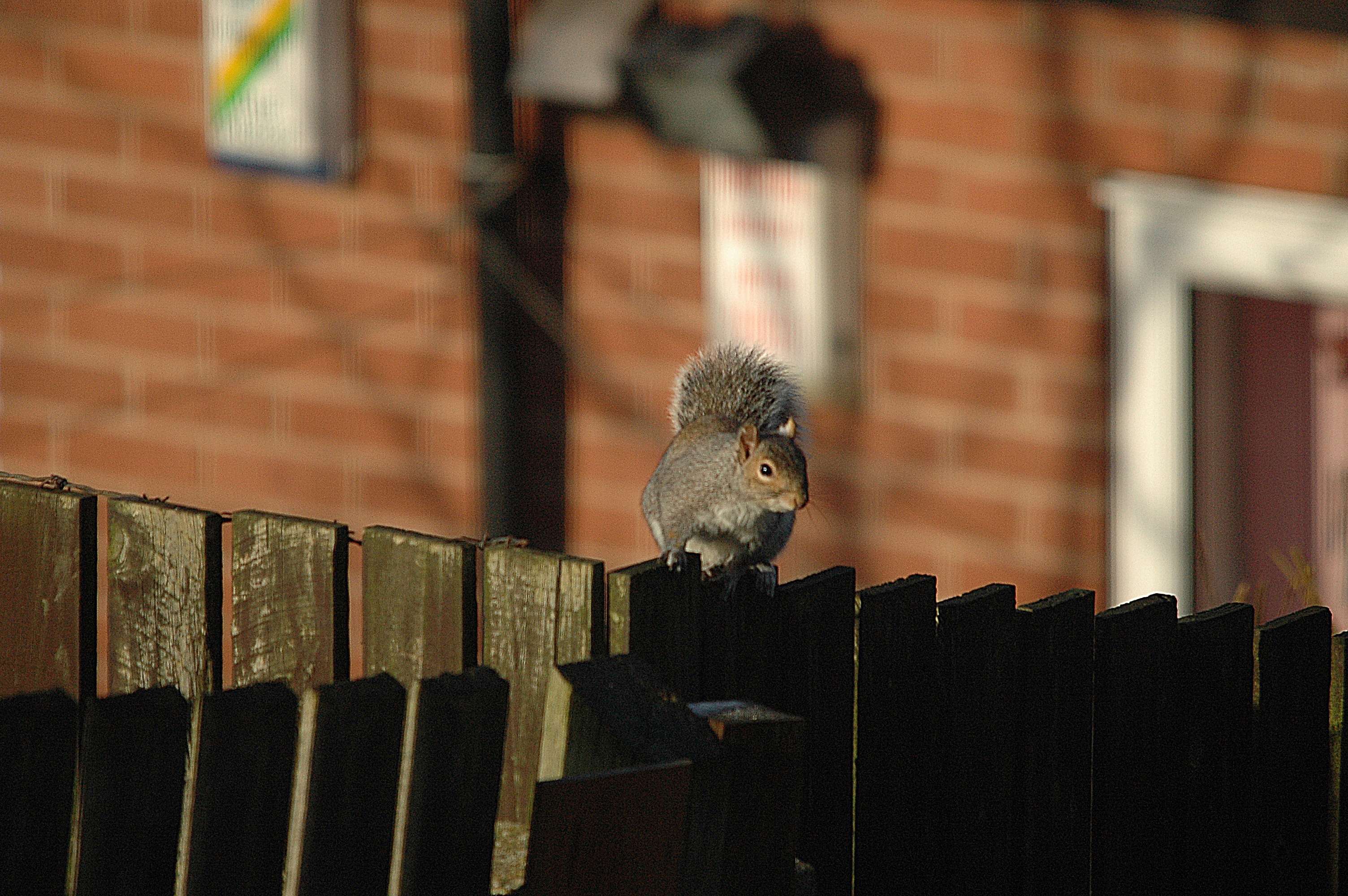 photos/wildlife/Mammal_Species/Grey_Squirrel/DSC_4794.JPG