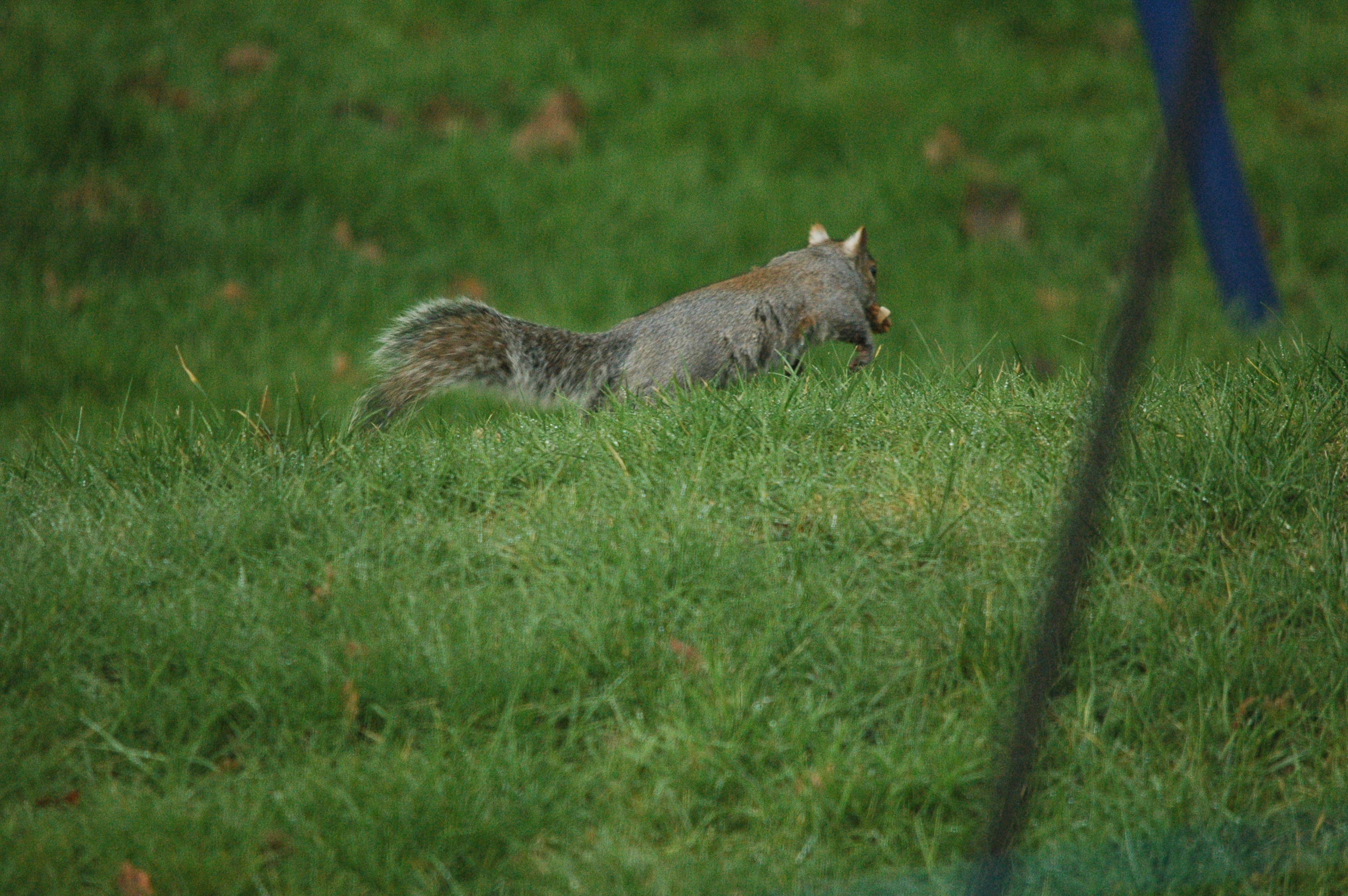 photos/wildlife/Mammal_Species/Grey_Squirrel/dsc_1637.jpg