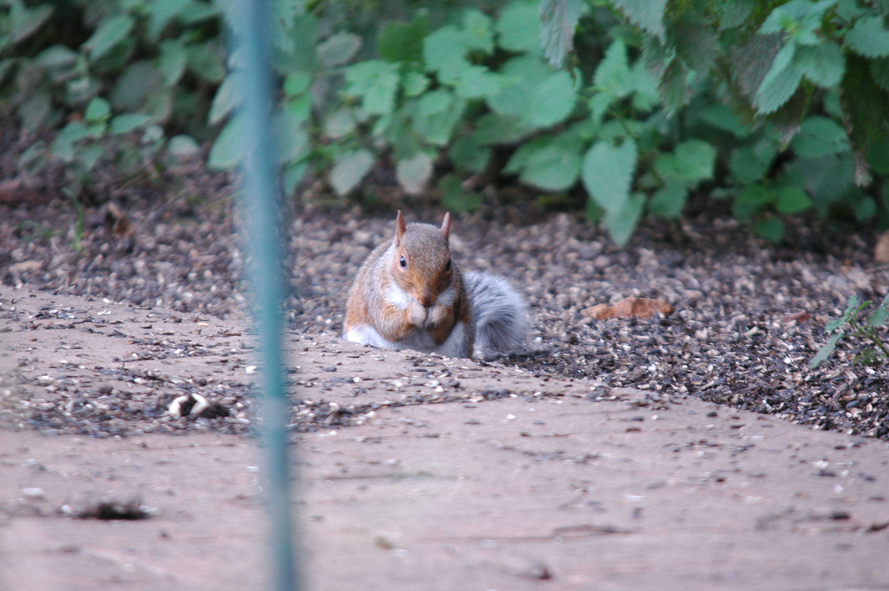 photos/wildlife/Mammal_Species/Grey_Squirrel/dsc_2353.jpg