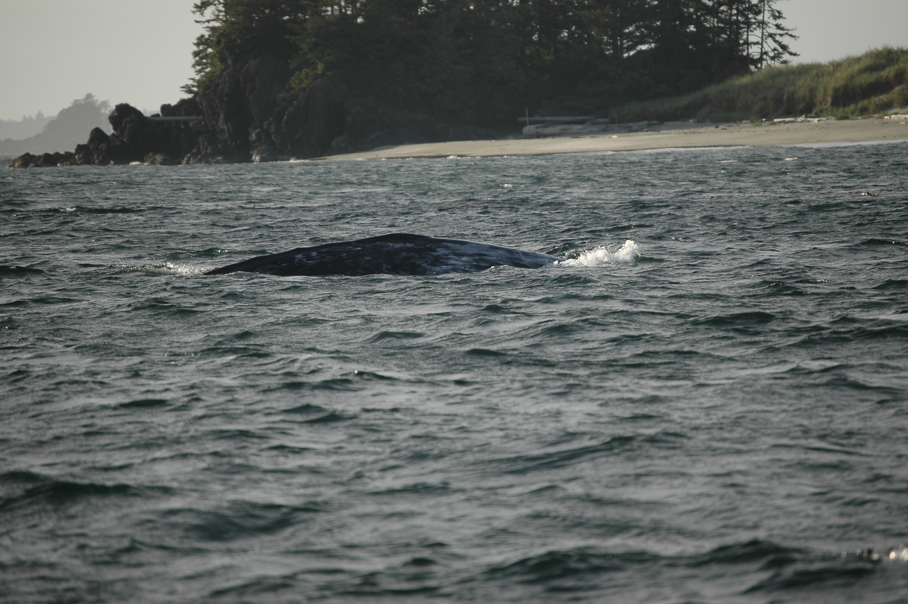 photos/wildlife/Mammal_Species/Grey_Whale/20070920-Canada-01.jpg