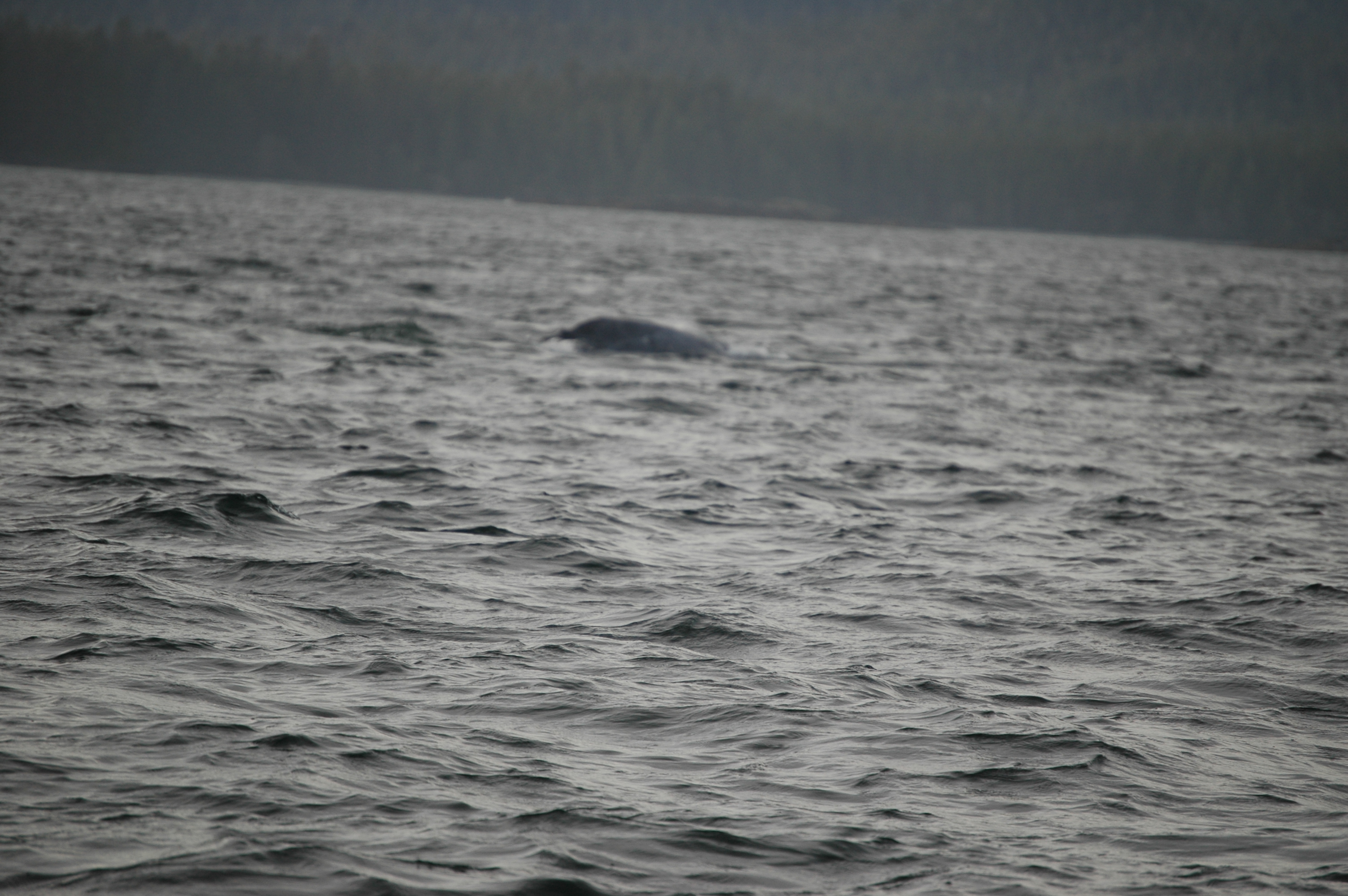 photos/wildlife/Mammal_Species/Grey_Whale/20070920-Canada-02.jpg