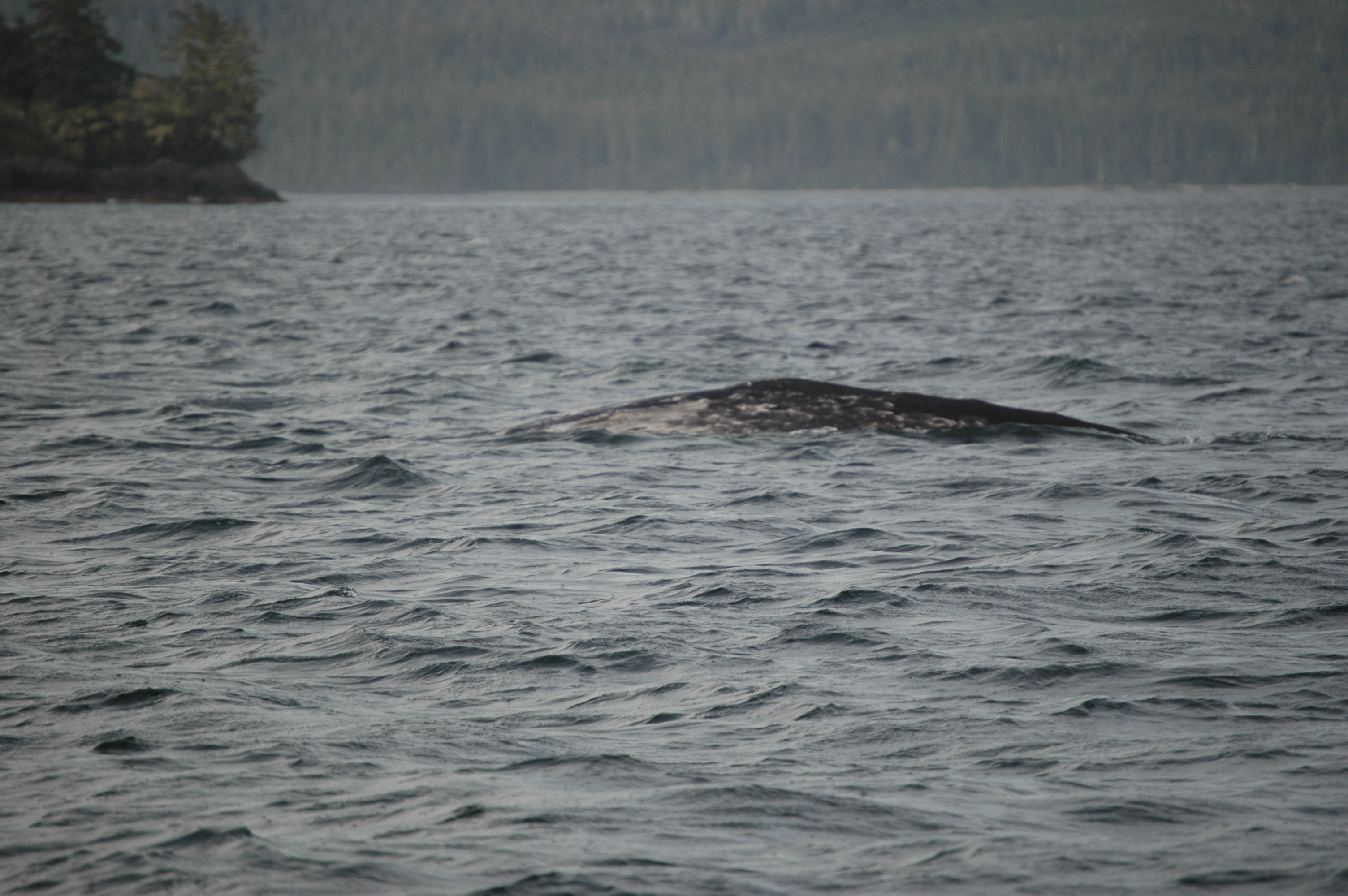 photos/wildlife/Mammal_Species/Grey_Whale/20070920-Canada-03.jpg