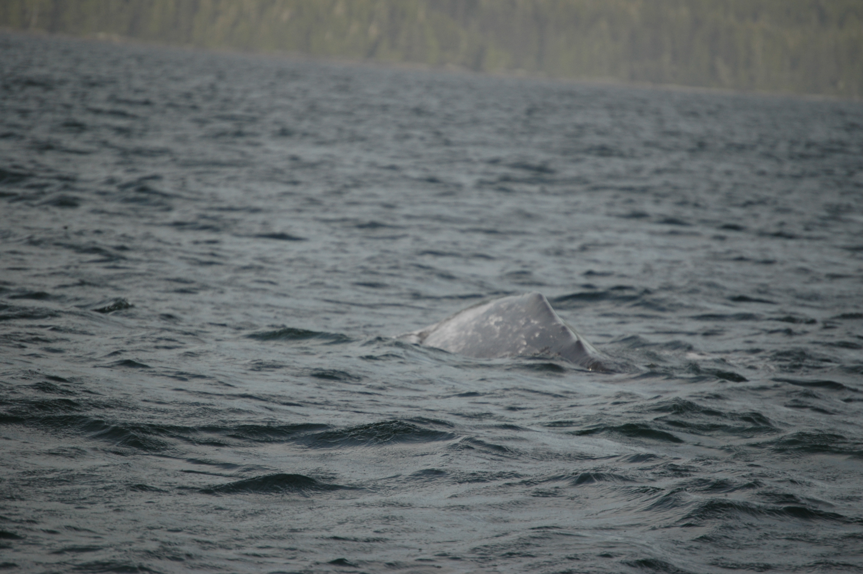 photos/wildlife/Mammal_Species/Grey_Whale/20070920-Canada-04.jpg