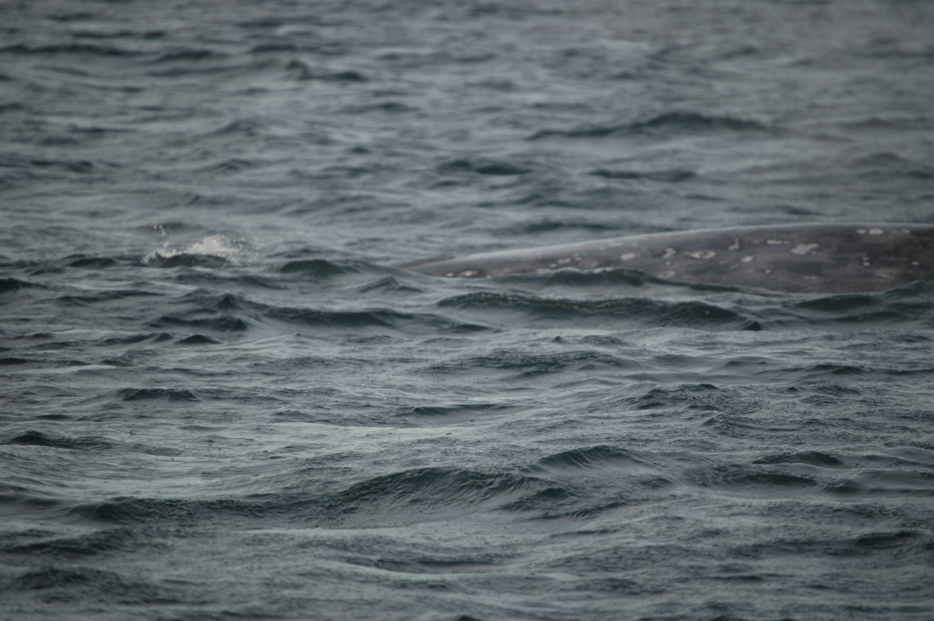 photos/wildlife/Mammal_Species/Grey_Whale/20070920-Canada-05.jpg