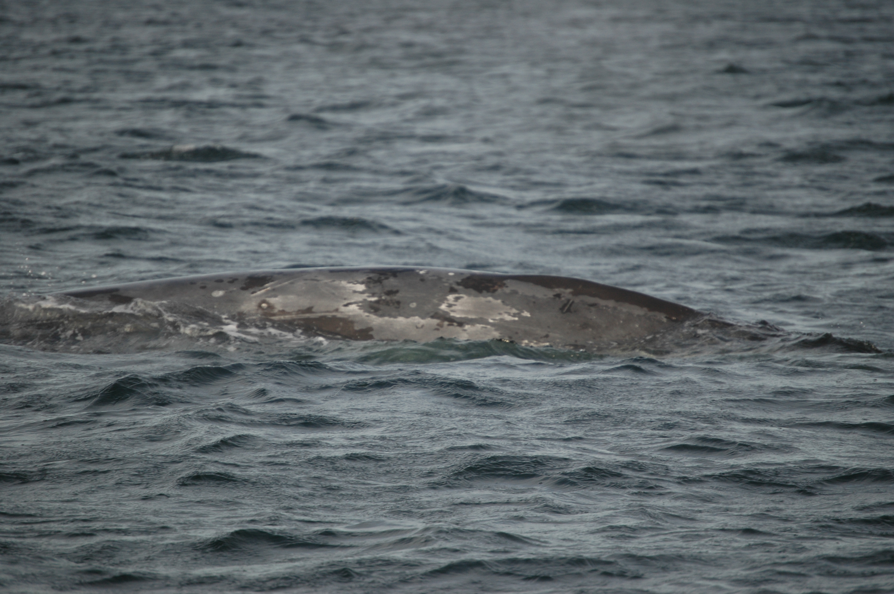photos/wildlife/Mammal_Species/Grey_Whale/20070920-Canada-06.jpg