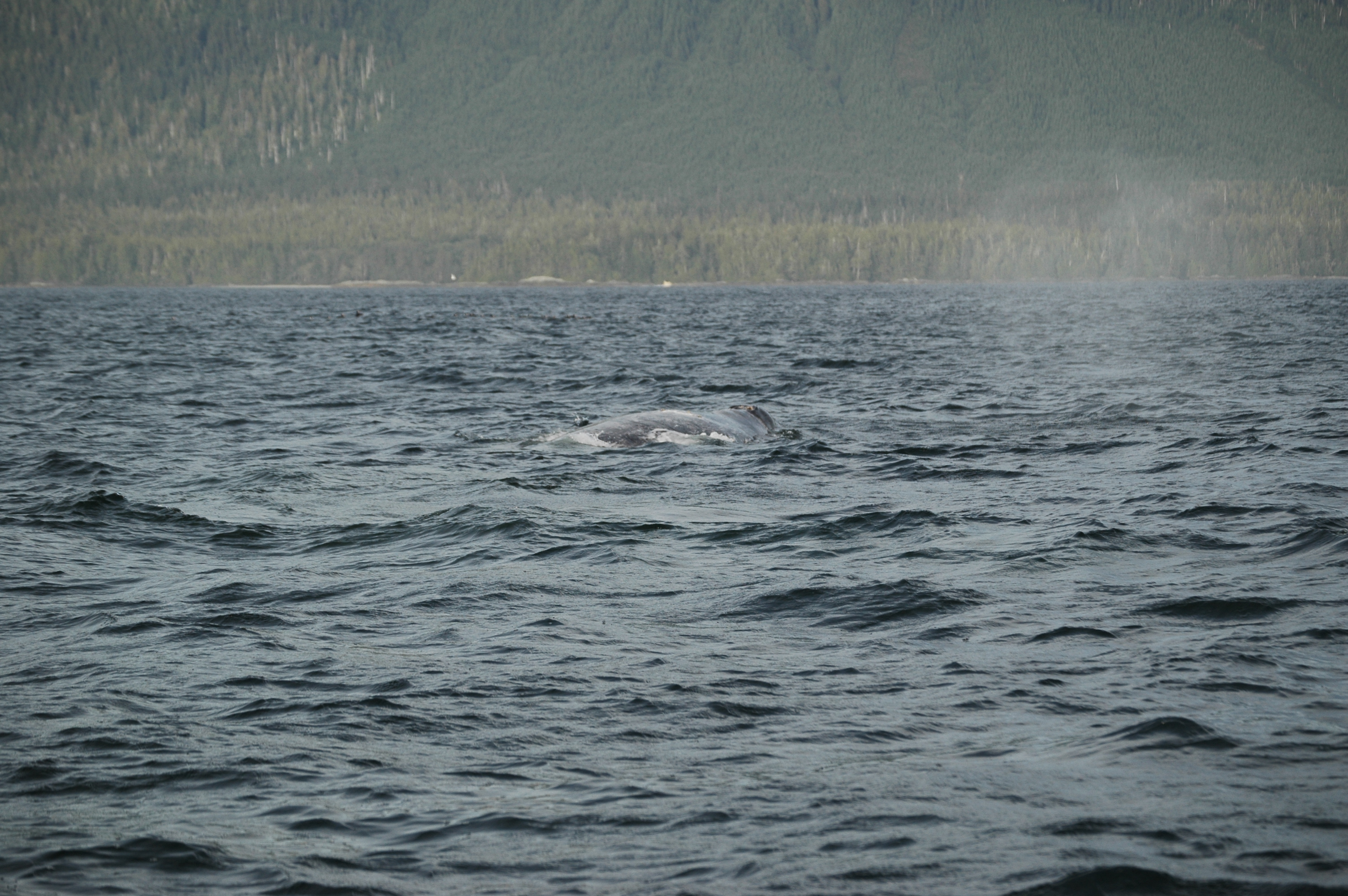 photos/wildlife/Mammal_Species/Grey_Whale/20070920-Canada-07.jpg