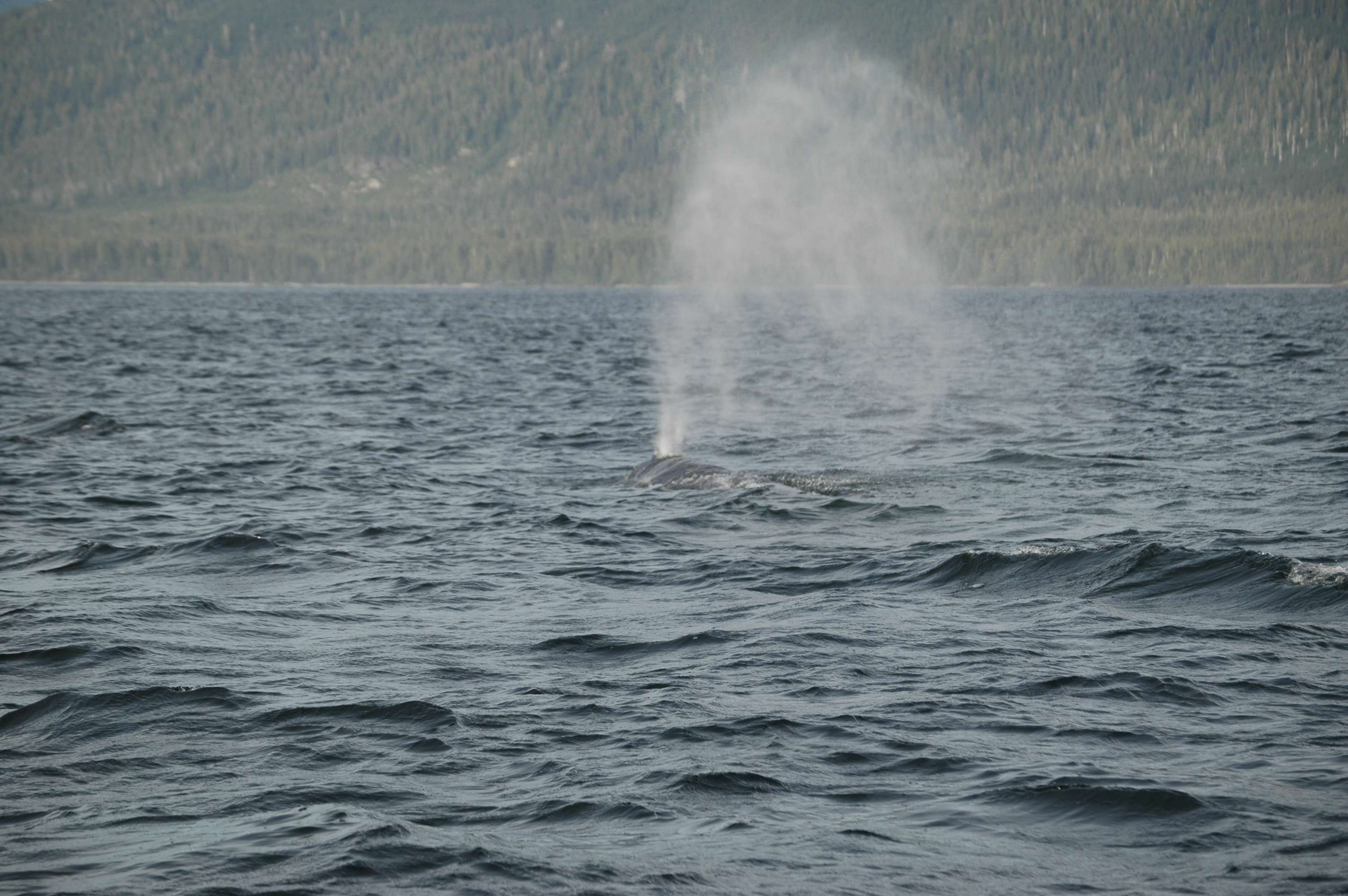photos/wildlife/Mammal_Species/Grey_Whale/20070920-Canada-08.jpg