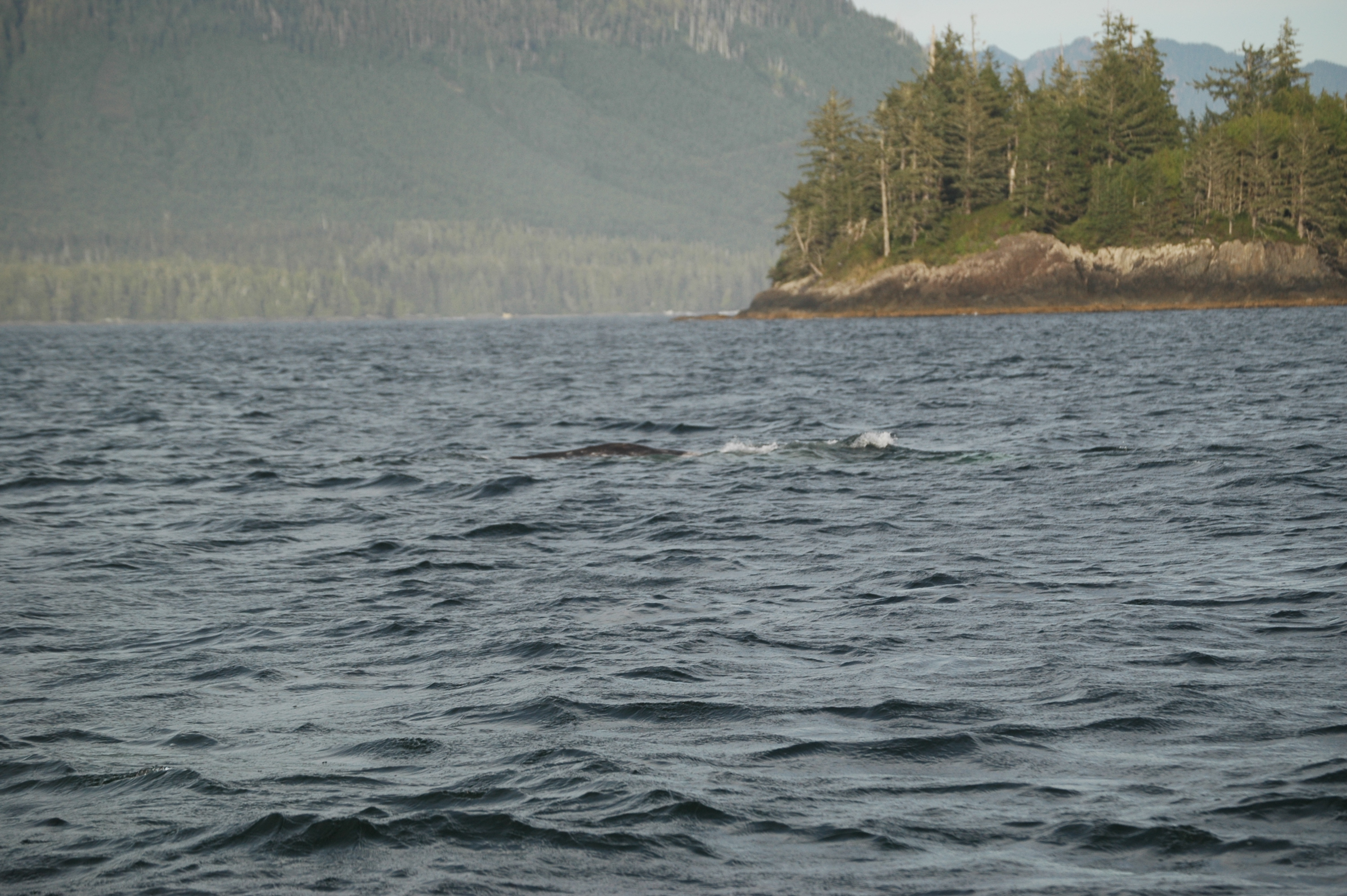 photos/wildlife/Mammal_Species/Grey_Whale/20070920-Canada-09.jpg