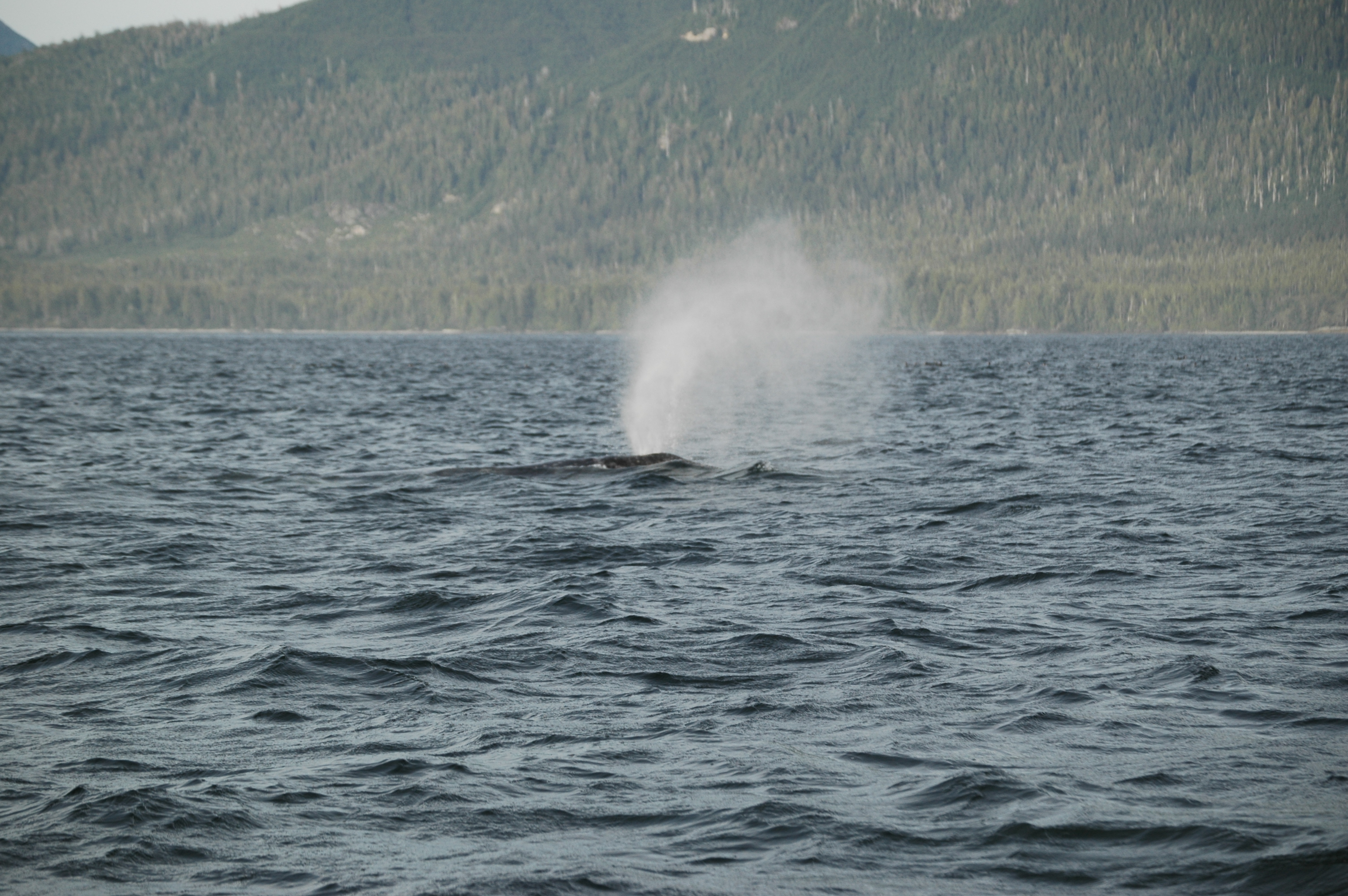 photos/wildlife/Mammal_Species/Grey_Whale/20070920-Canada-10.jpg