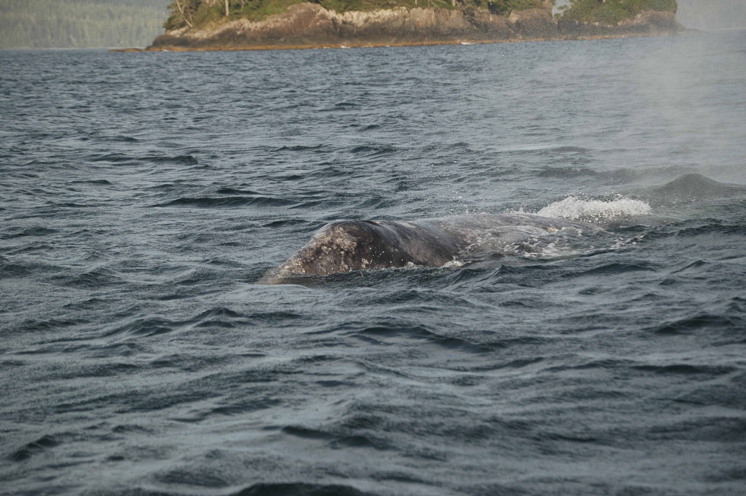 photos/wildlife/Mammal_Species/Grey_Whale/20070920-Canada-11.jpg