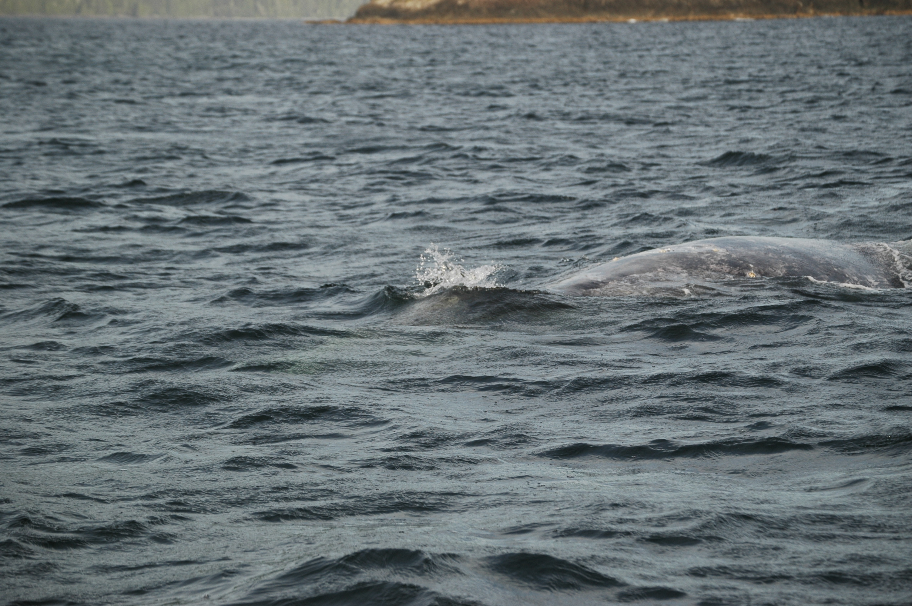 photos/wildlife/Mammal_Species/Grey_Whale/20070920-Canada-12.jpg