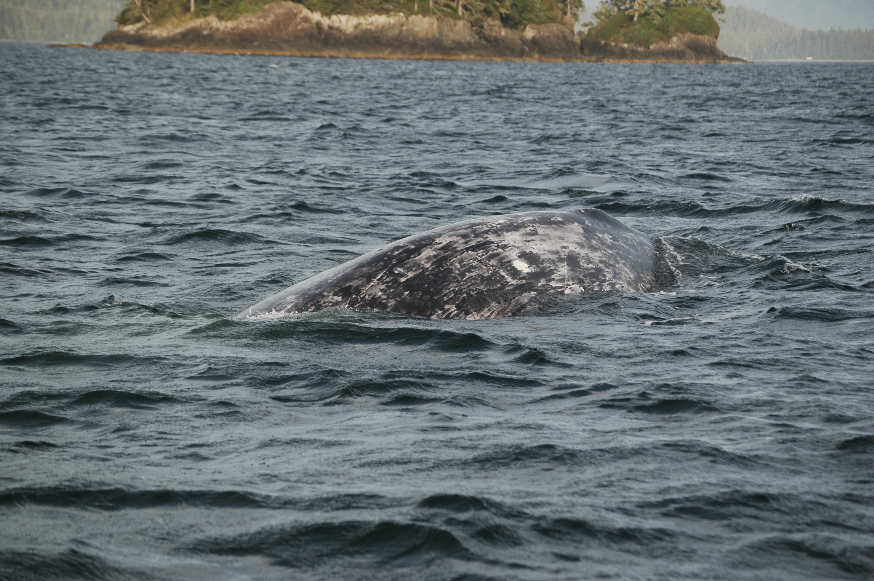 photos/wildlife/Mammal_Species/Grey_Whale/20070920-Canada-13.jpg
