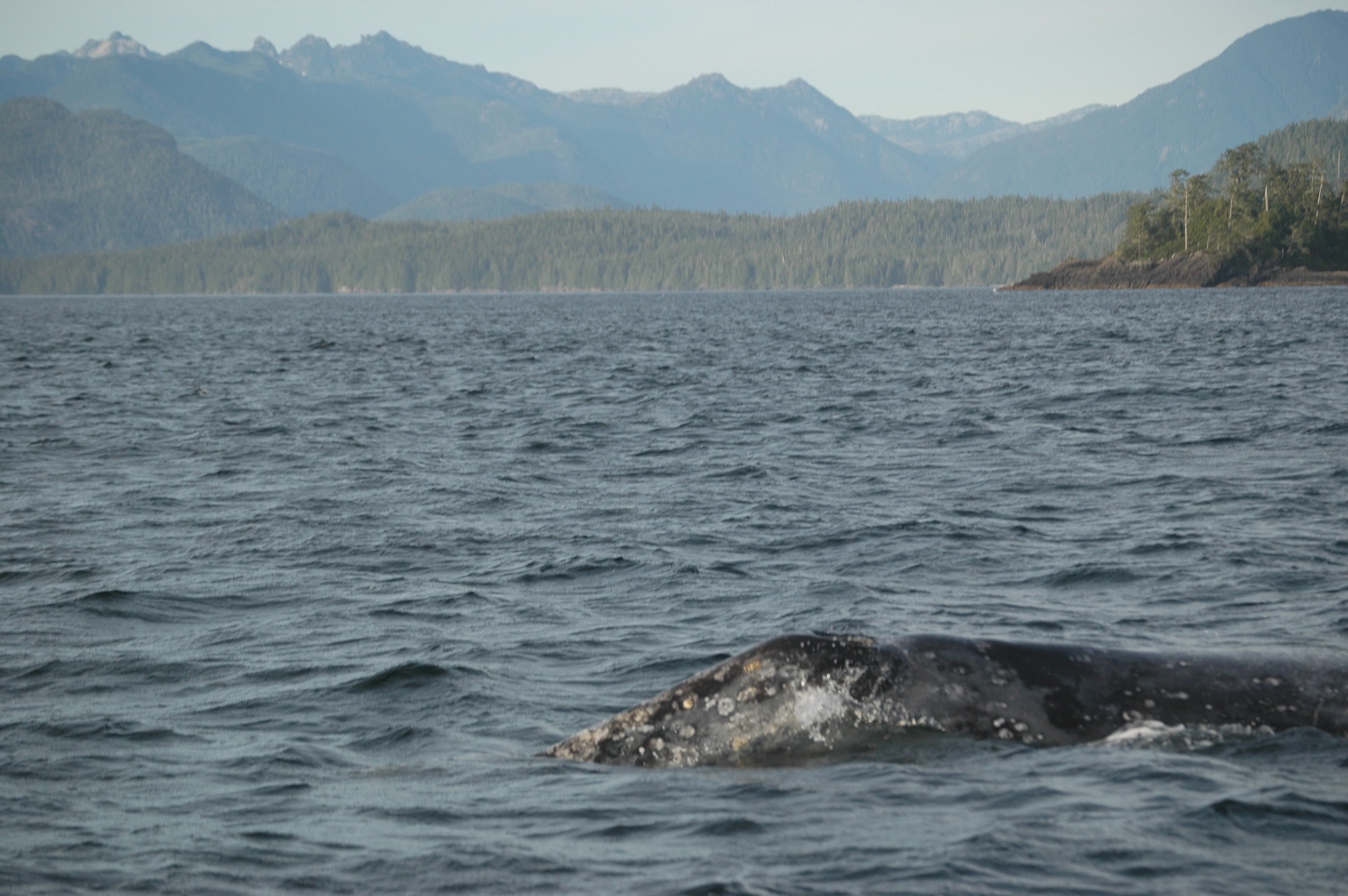 photos/wildlife/Mammal_Species/Grey_Whale/20070920-Canada-14.jpg