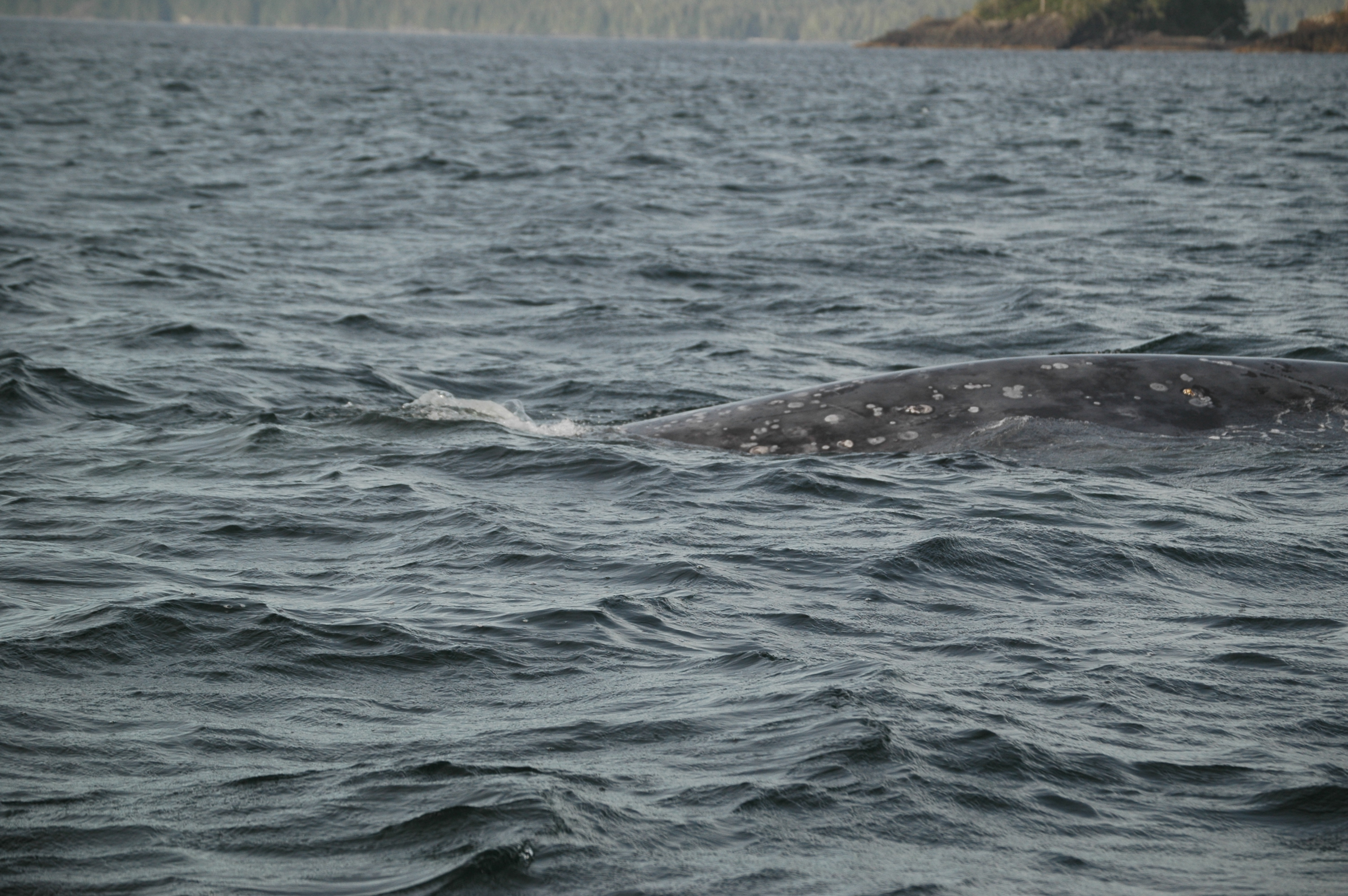 photos/wildlife/Mammal_Species/Grey_Whale/20070920-Canada-16.jpg