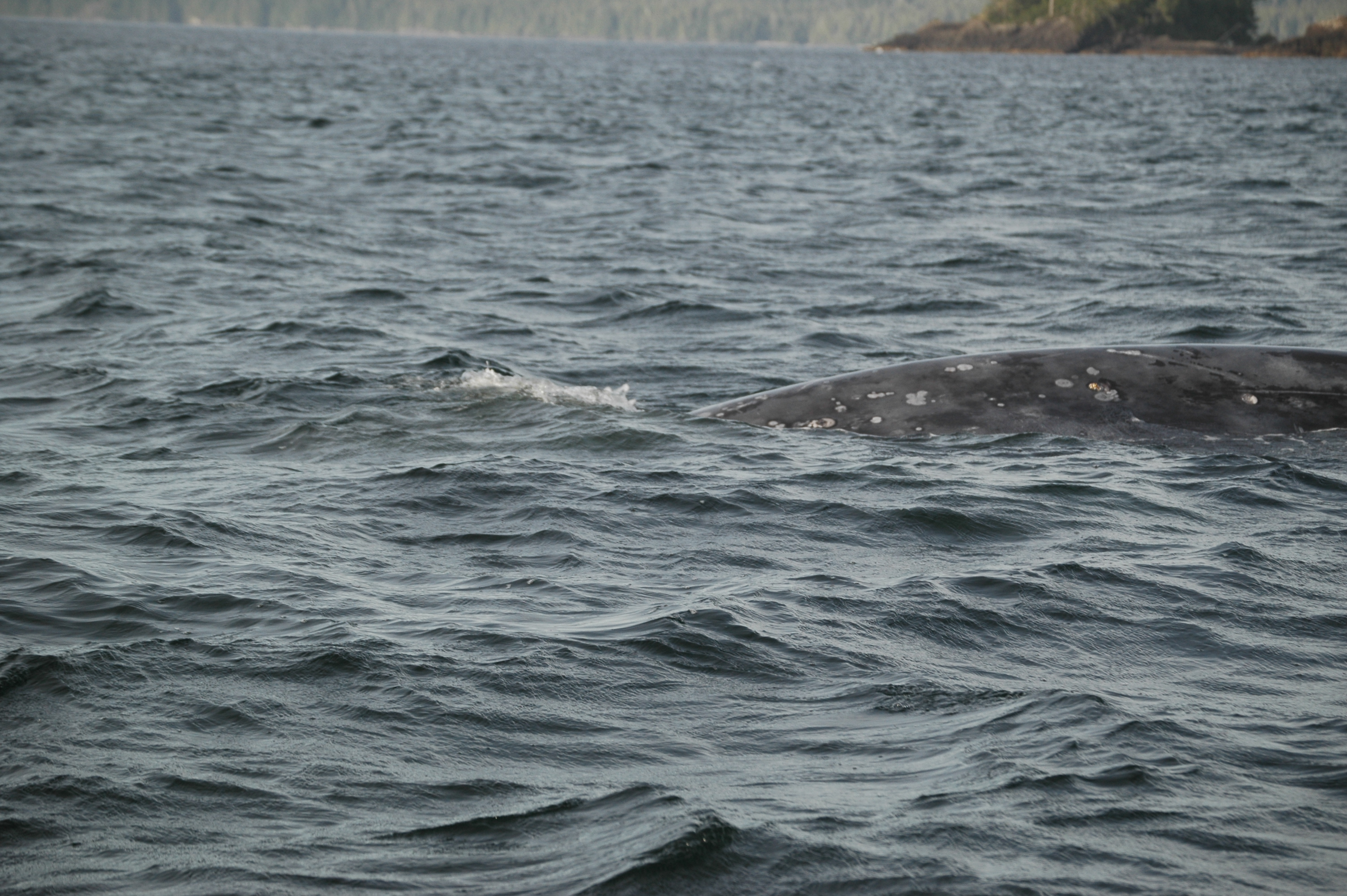 photos/wildlife/Mammal_Species/Grey_Whale/20070920-Canada-17.jpg