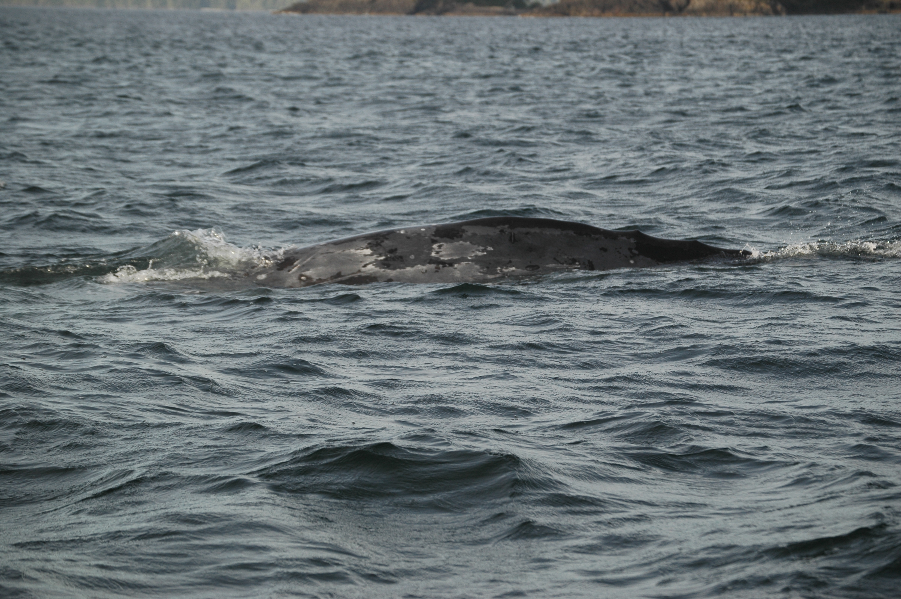 photos/wildlife/Mammal_Species/Grey_Whale/20070920-Canada-18.jpg