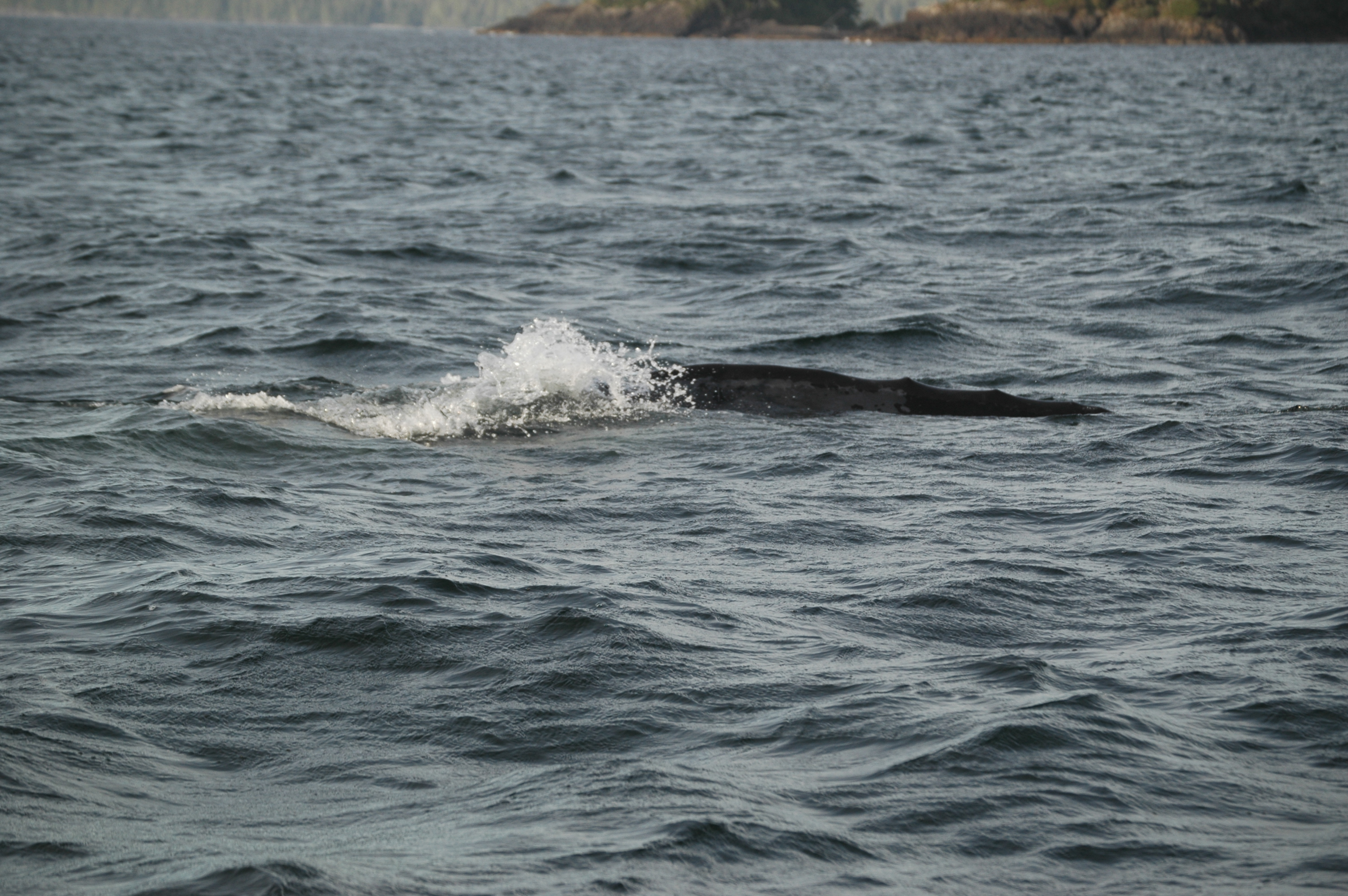 photos/wildlife/Mammal_Species/Grey_Whale/20070920-Canada-19.jpg