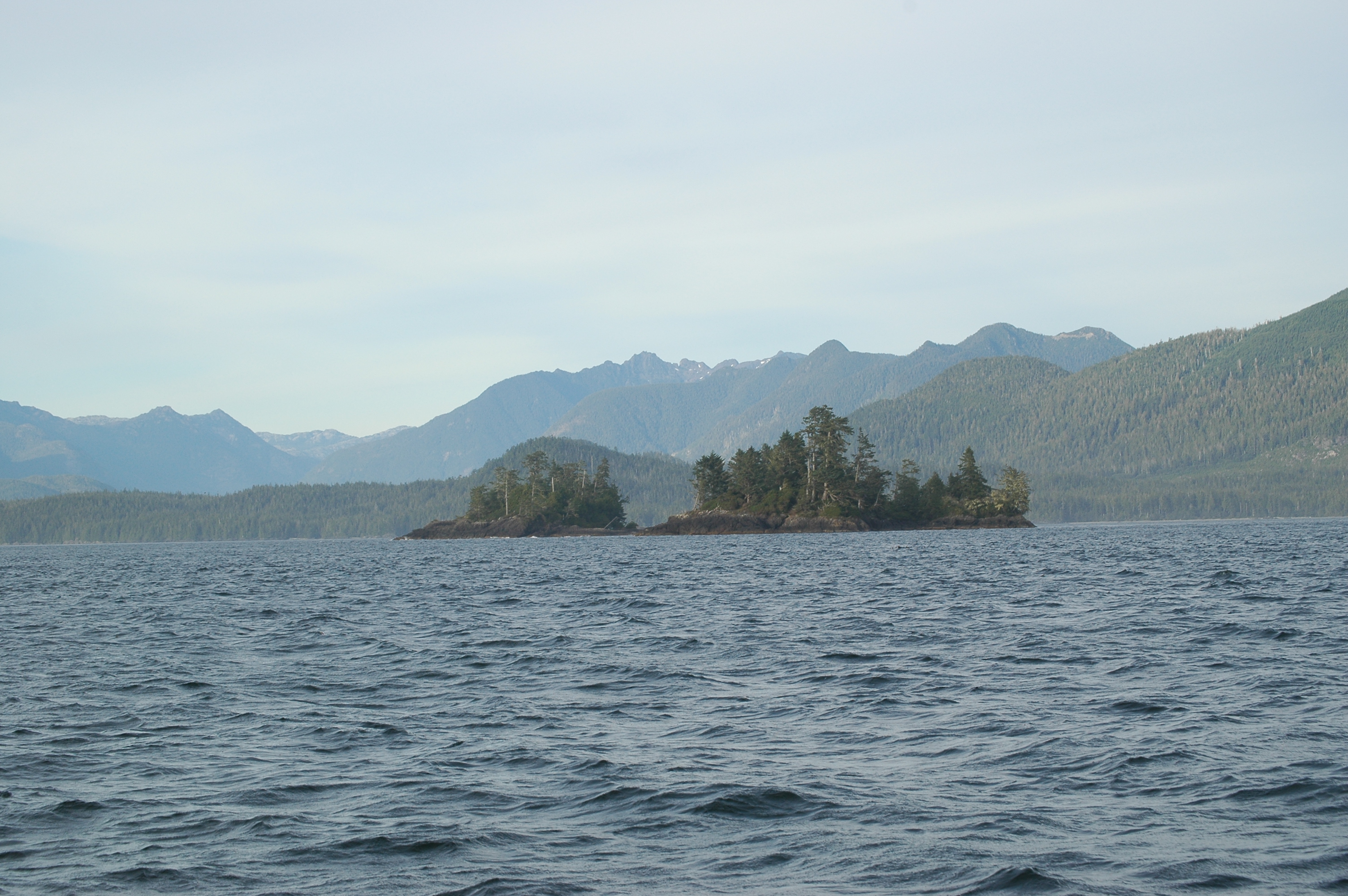 photos/wildlife/Mammal_Species/Grey_Whale/20070920-Canada-20.jpg