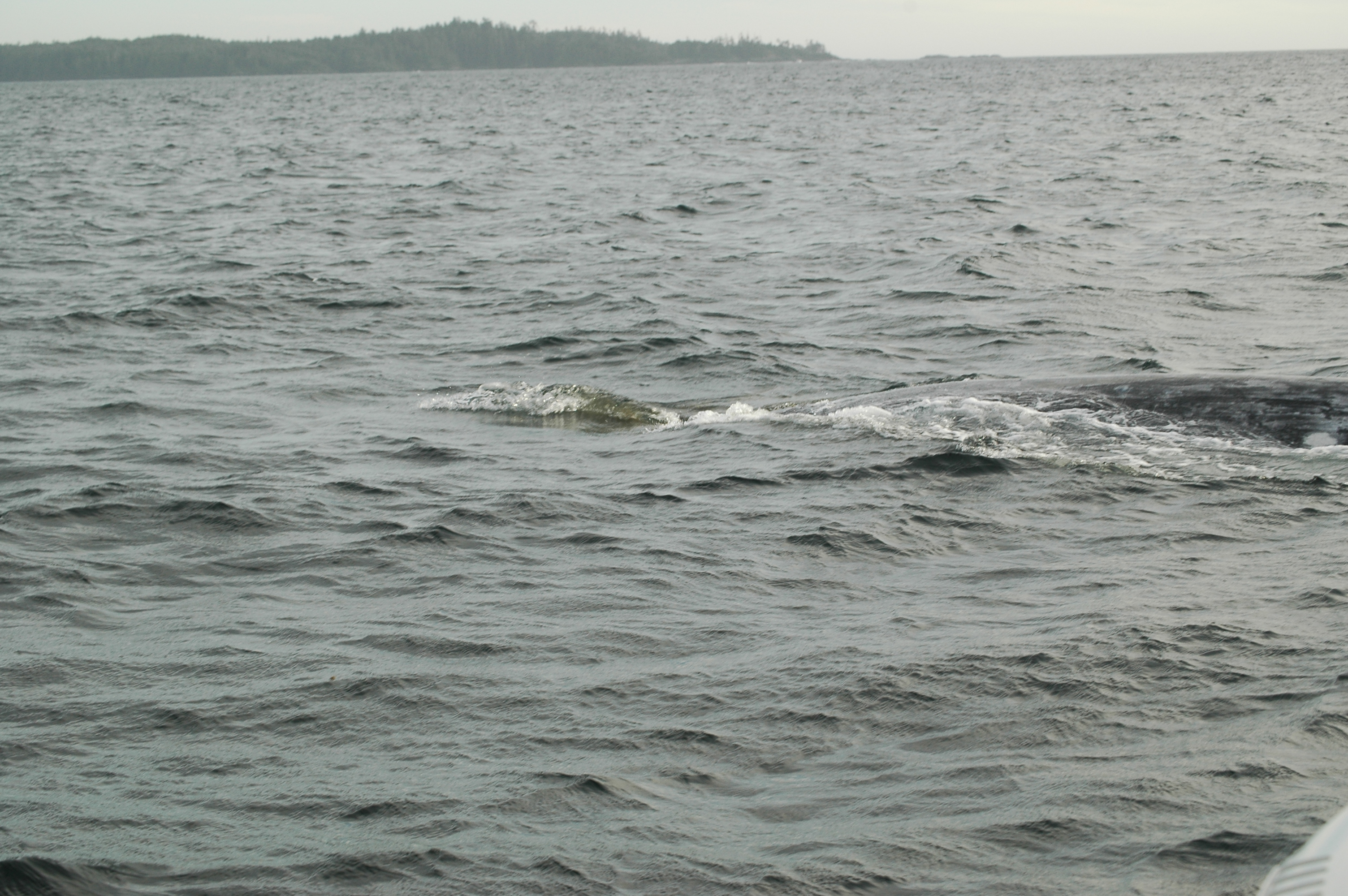 photos/wildlife/Mammal_Species/Grey_Whale/20070920-Canada-24.jpg