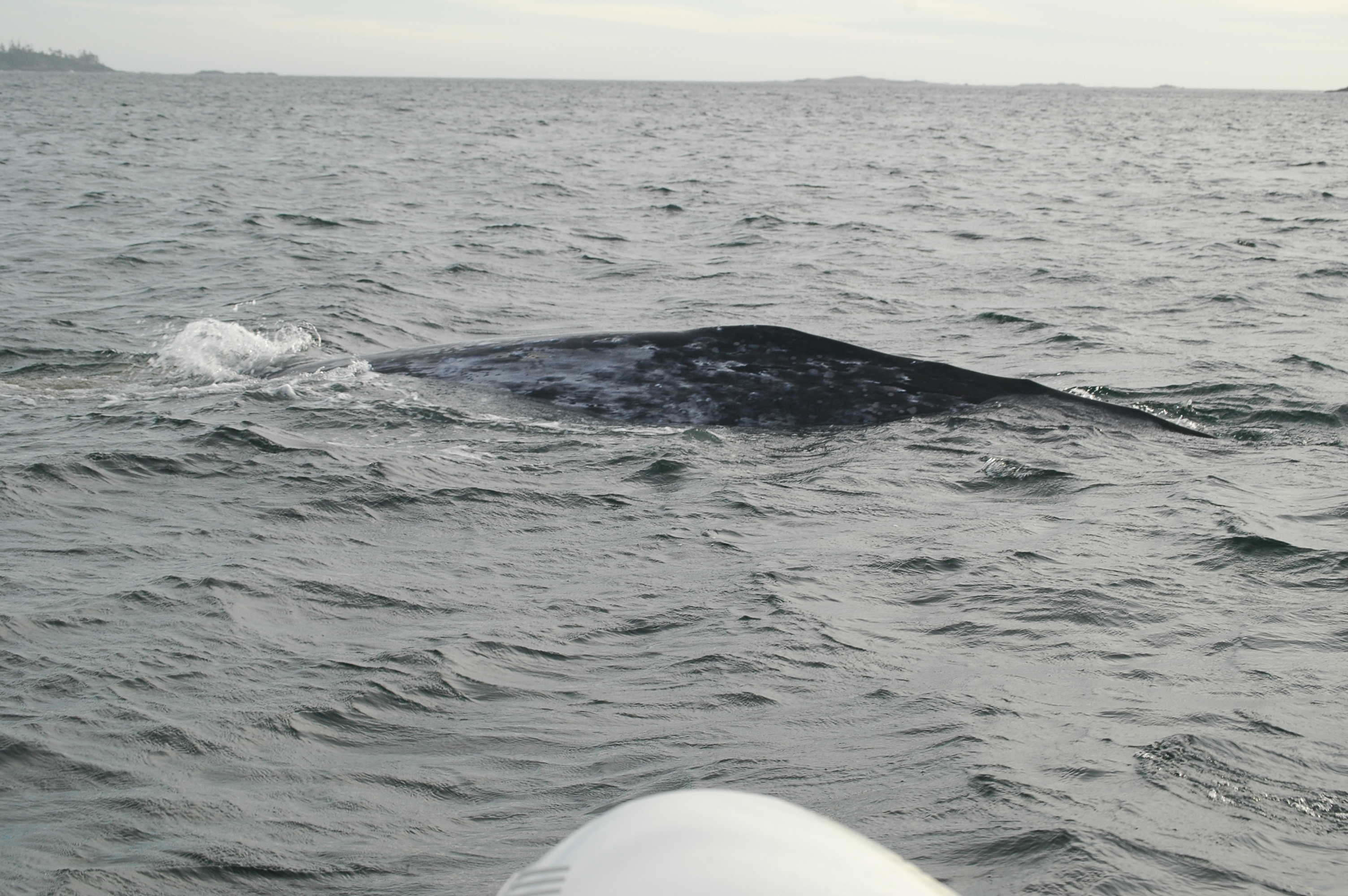 photos/wildlife/Mammal_Species/Grey_Whale/20070920-Canada-26.jpg