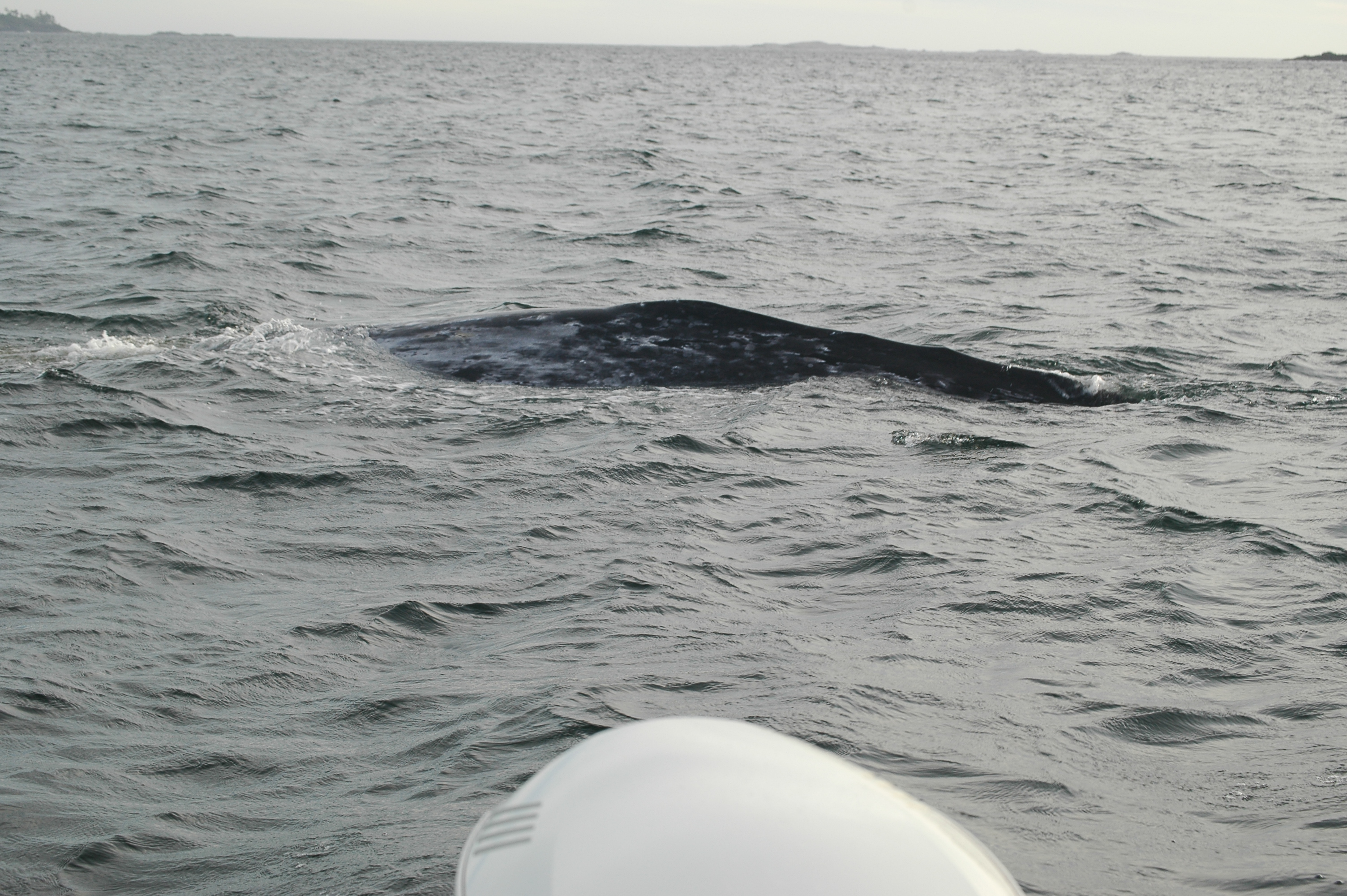 photos/wildlife/Mammal_Species/Grey_Whale/20070920-Canada-27.jpg