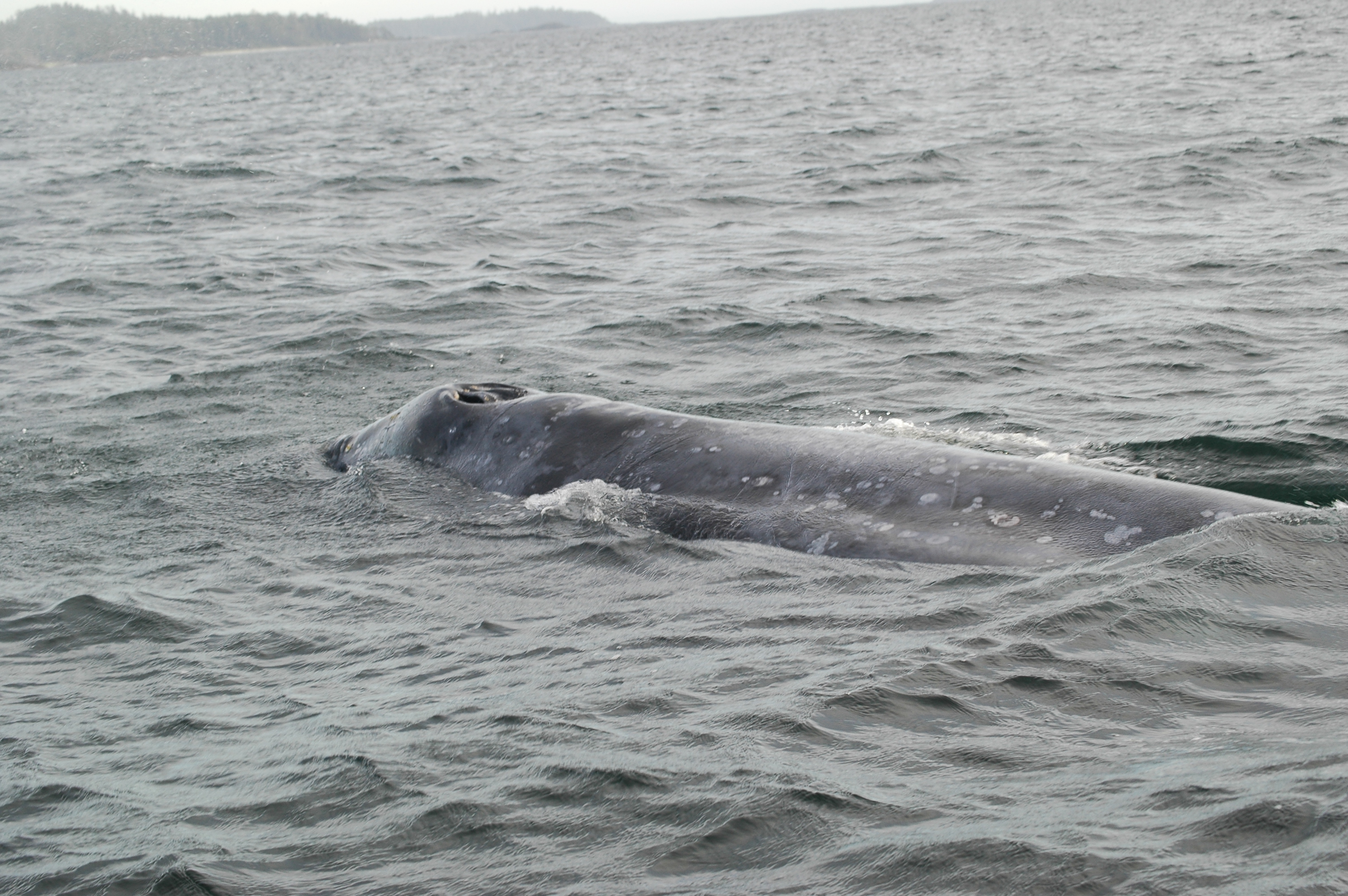 photos/wildlife/Mammal_Species/Grey_Whale/20070920-Canada-28.jpg