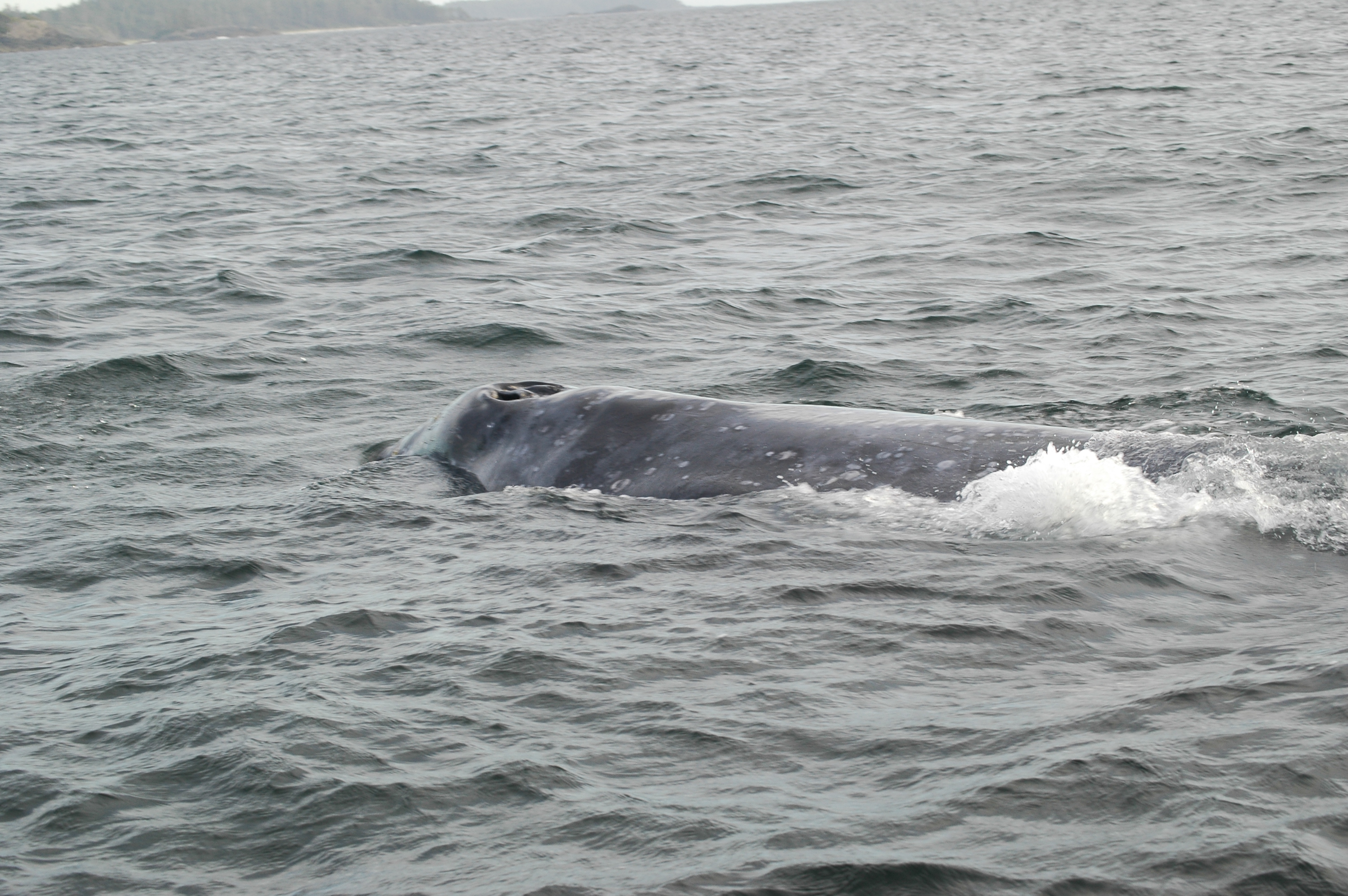 photos/wildlife/Mammal_Species/Grey_Whale/20070920-Canada-29.jpg