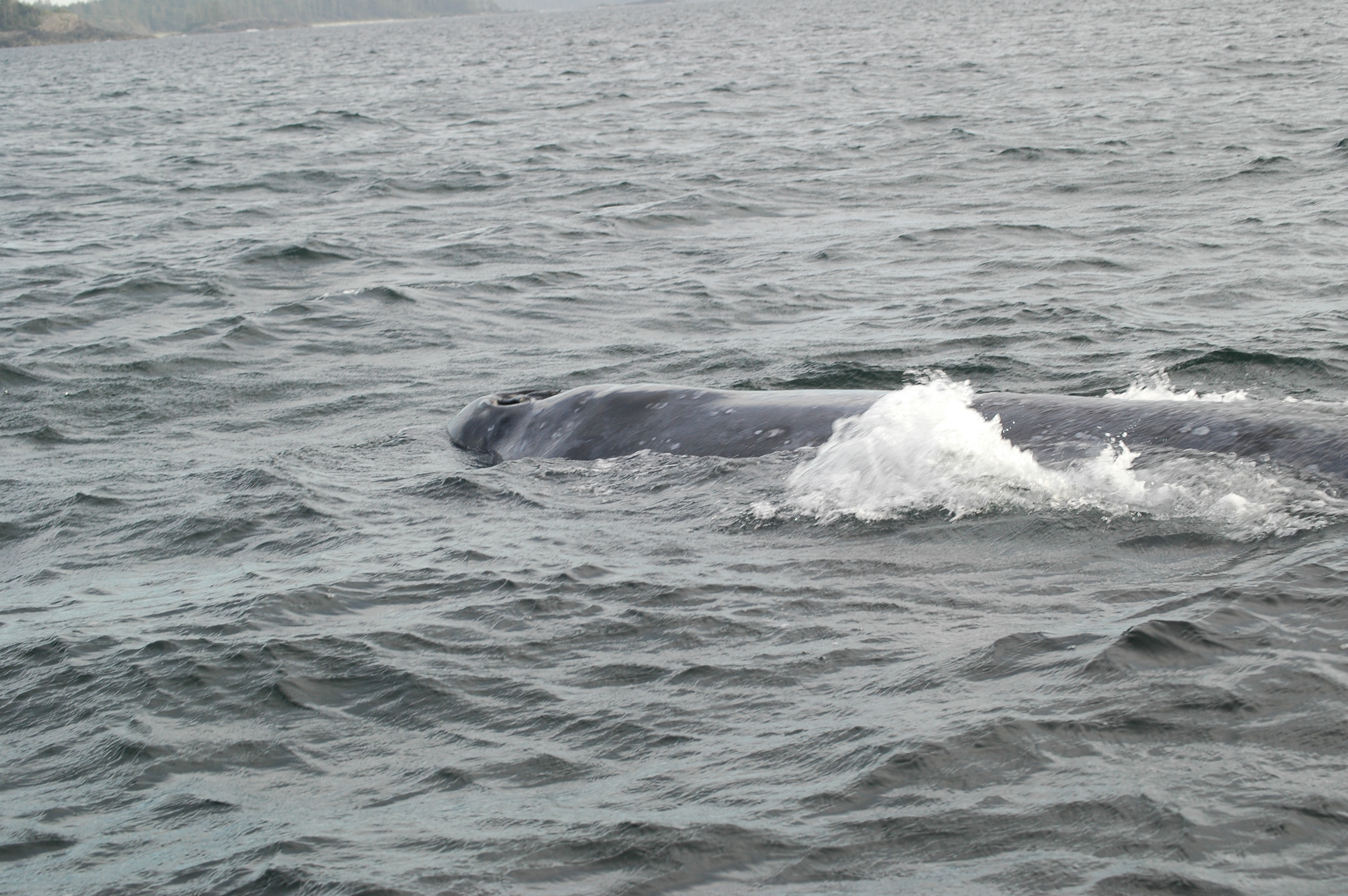 photos/wildlife/Mammal_Species/Grey_Whale/20070920-Canada-30.jpg