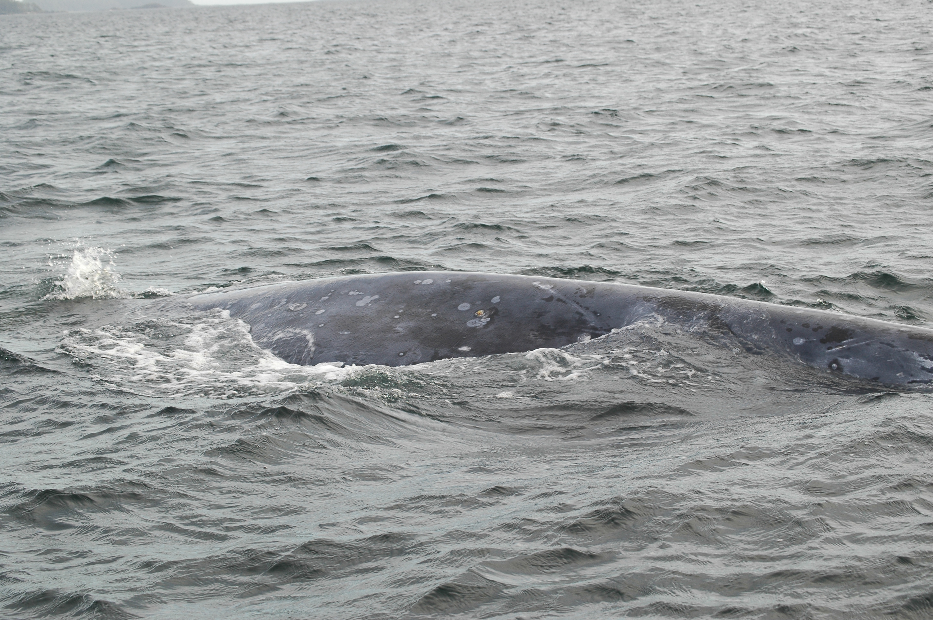 photos/wildlife/Mammal_Species/Grey_Whale/20070920-Canada-31.jpg