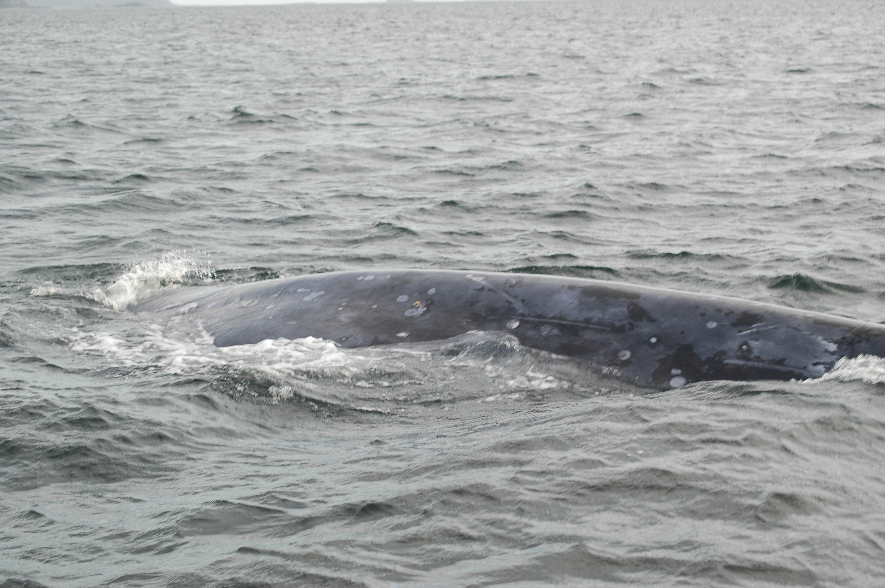 photos/wildlife/Mammal_Species/Grey_Whale/20070920-Canada-32.jpg