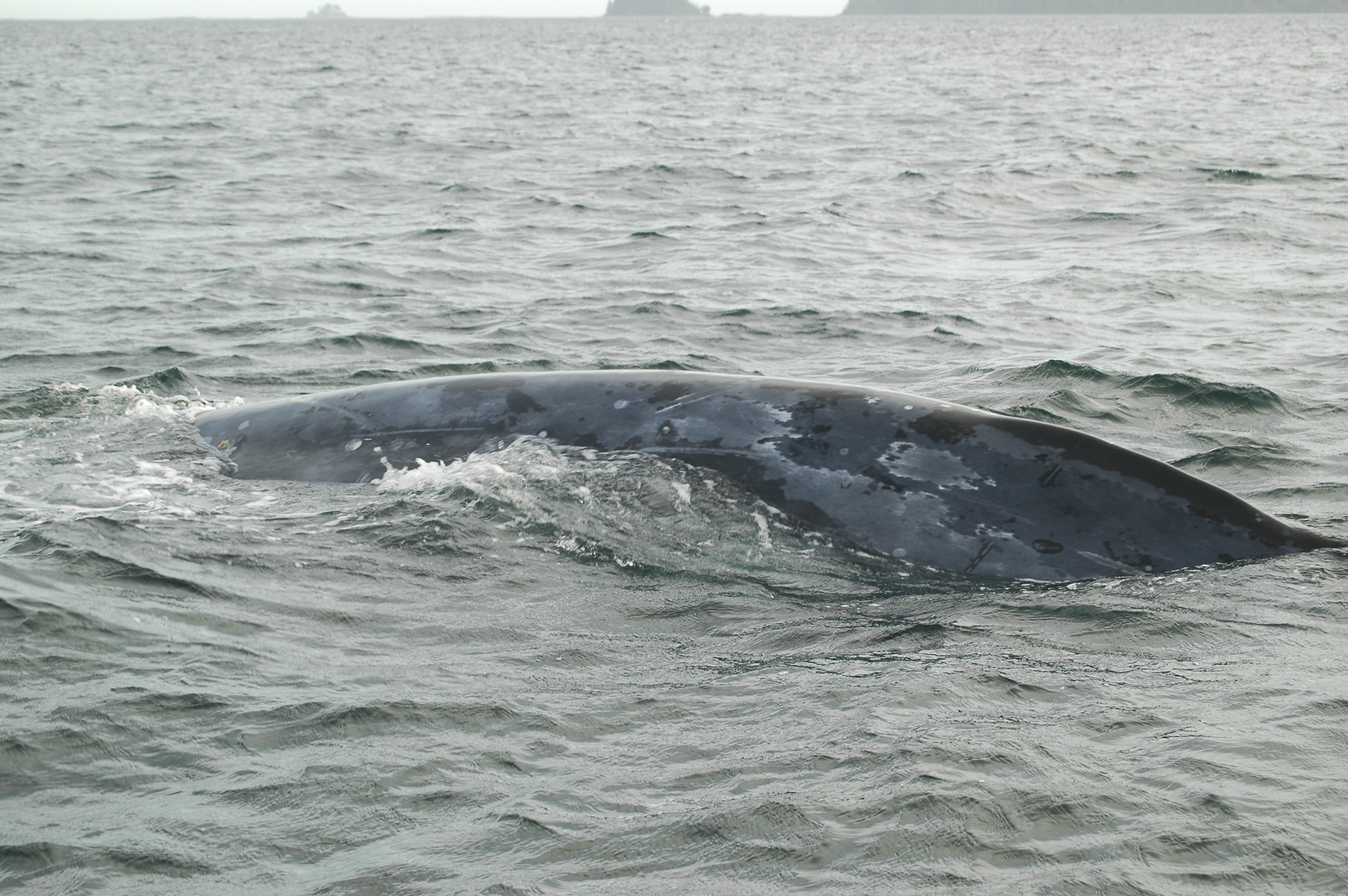 photos/wildlife/Mammal_Species/Grey_Whale/20070920-Canada-33.jpg