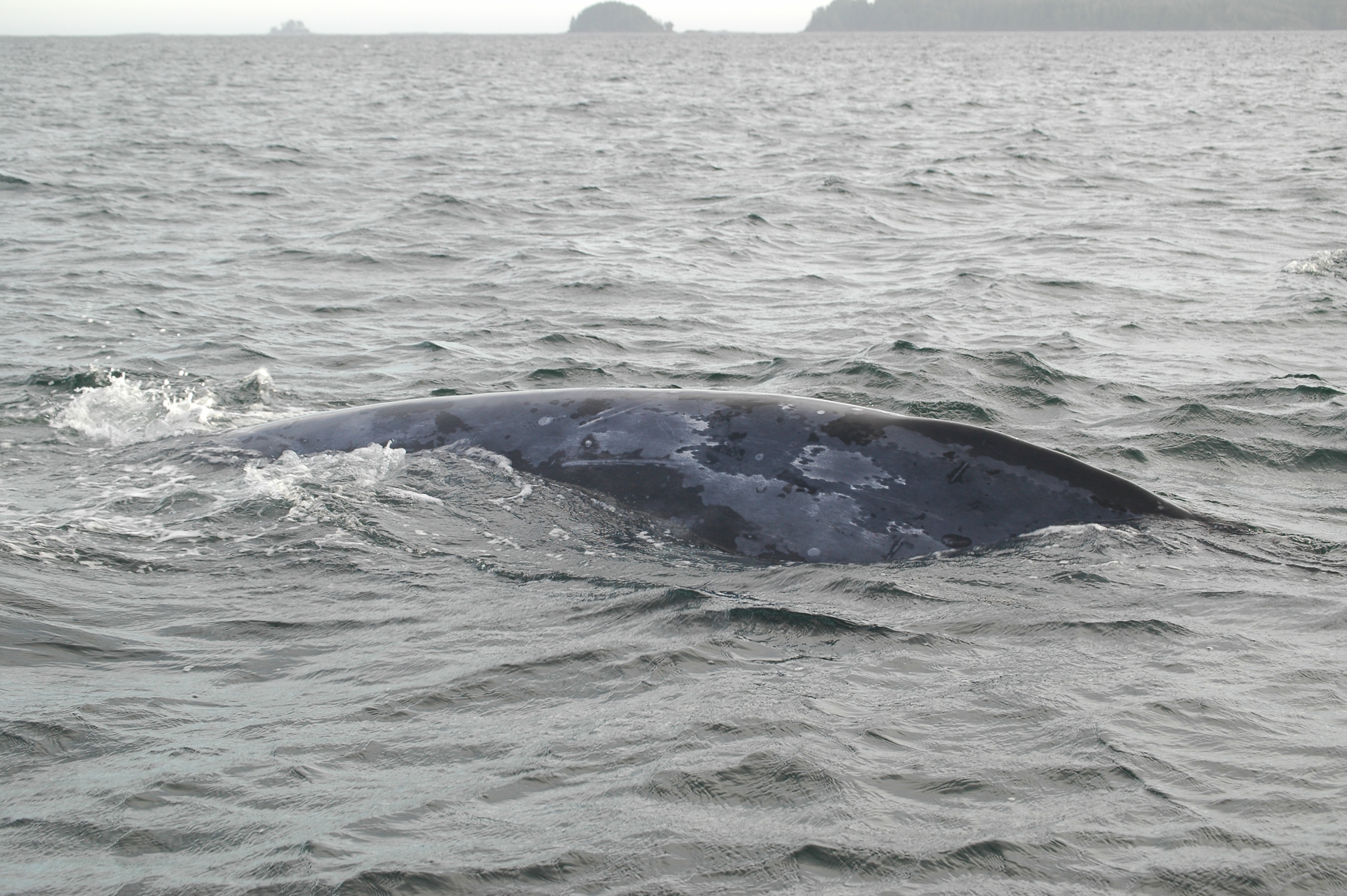 photos/wildlife/Mammal_Species/Grey_Whale/20070920-Canada-34.jpg