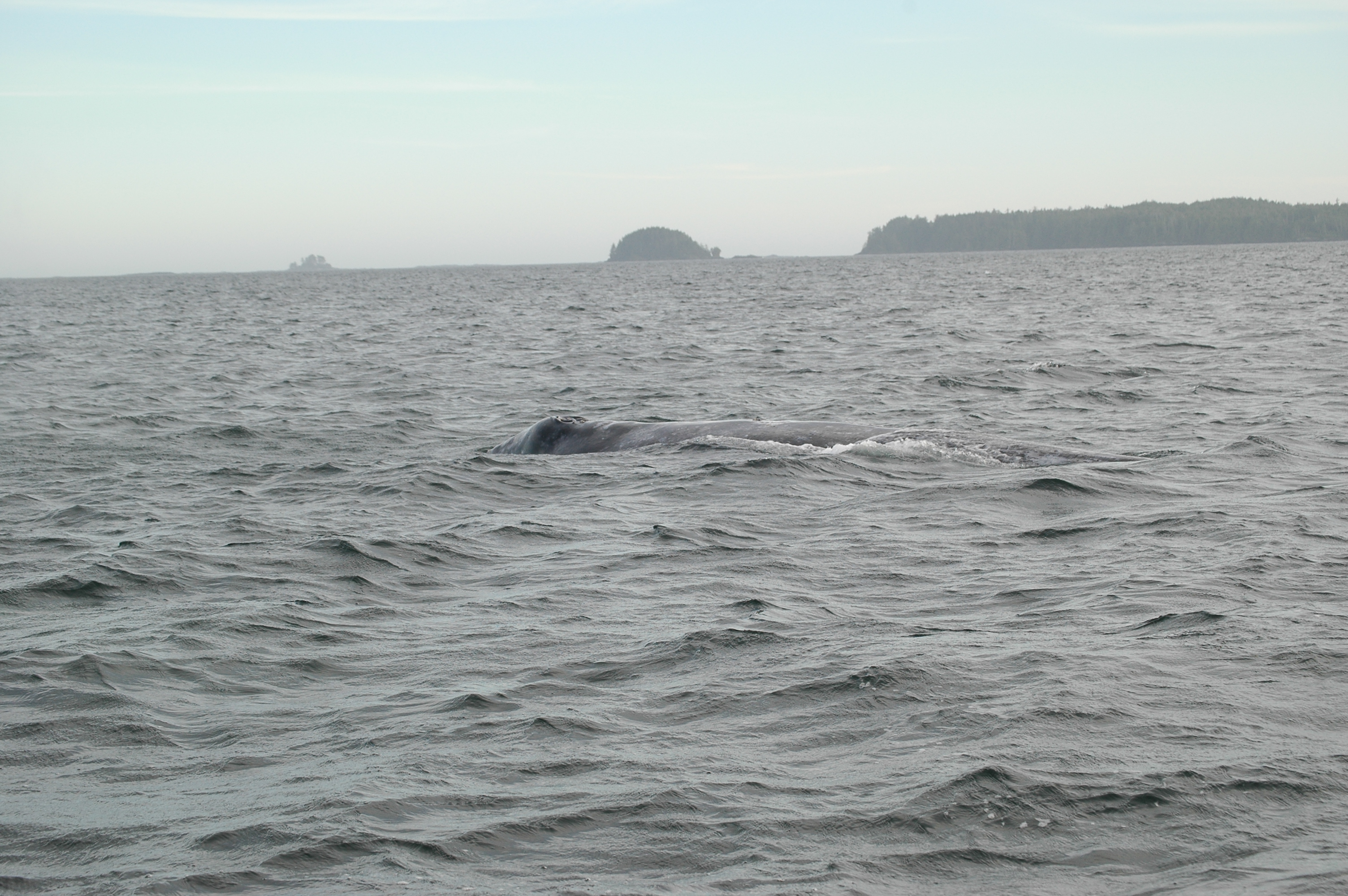 photos/wildlife/Mammal_Species/Grey_Whale/20070920-Canada-35.jpg