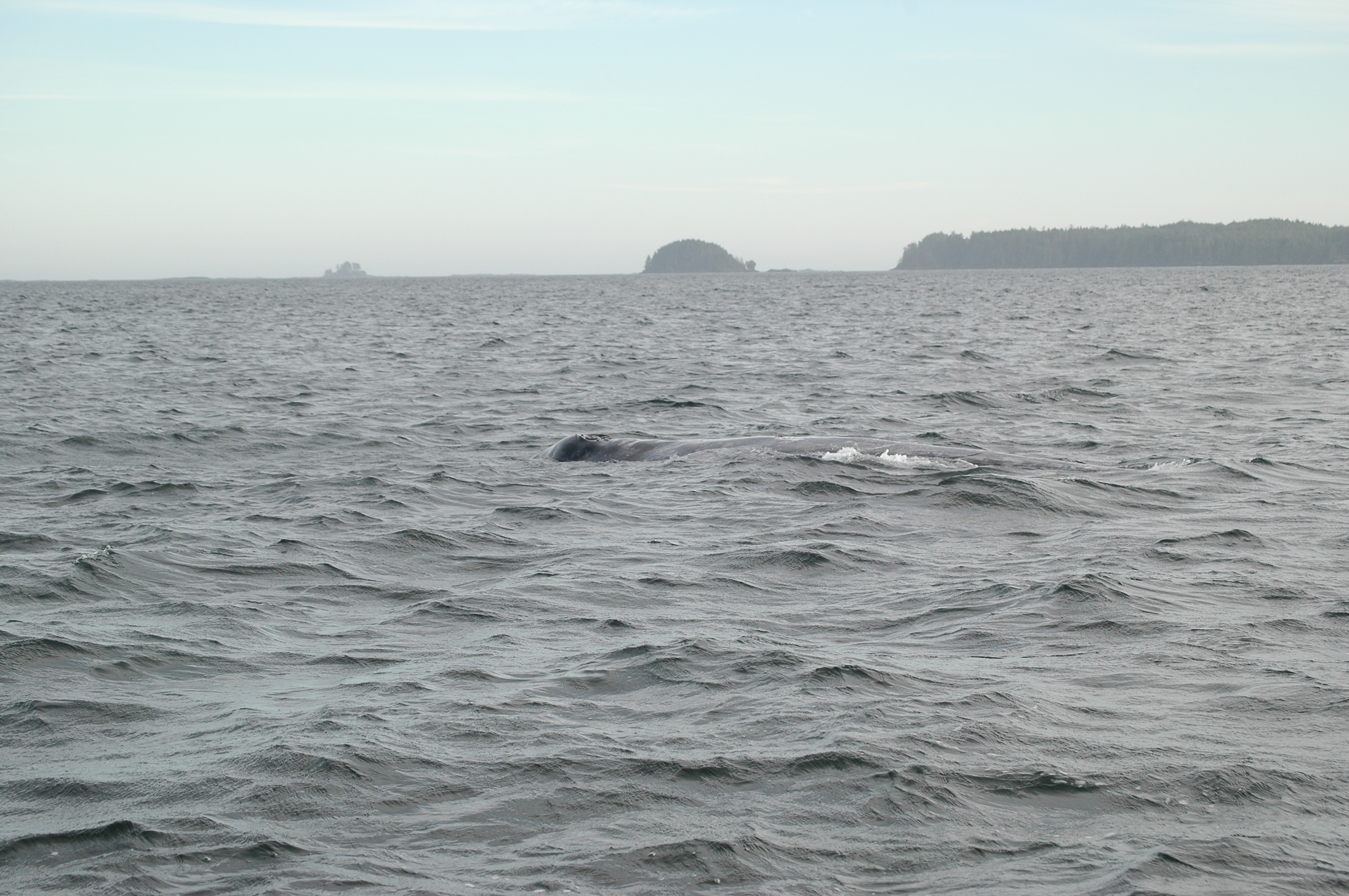 photos/wildlife/Mammal_Species/Grey_Whale/20070920-Canada-36.jpg