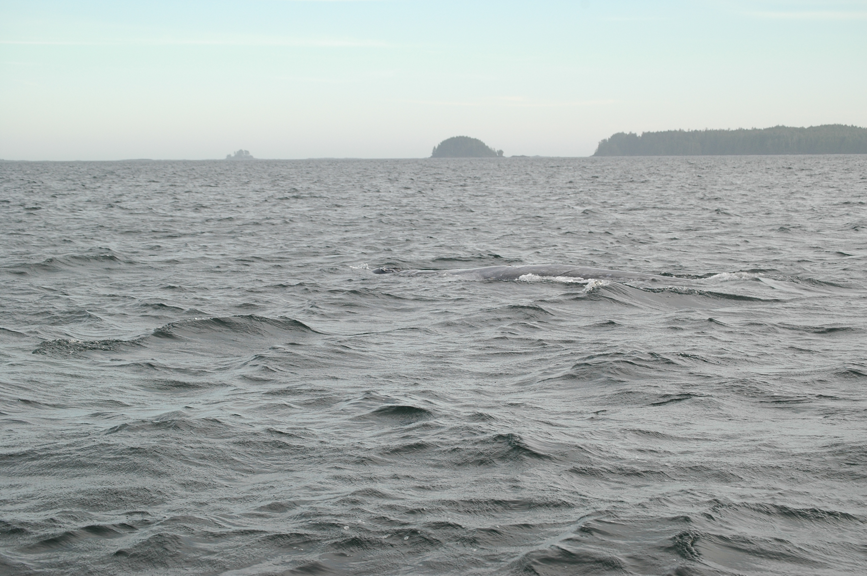 photos/wildlife/Mammal_Species/Grey_Whale/20070920-Canada-37.jpg
