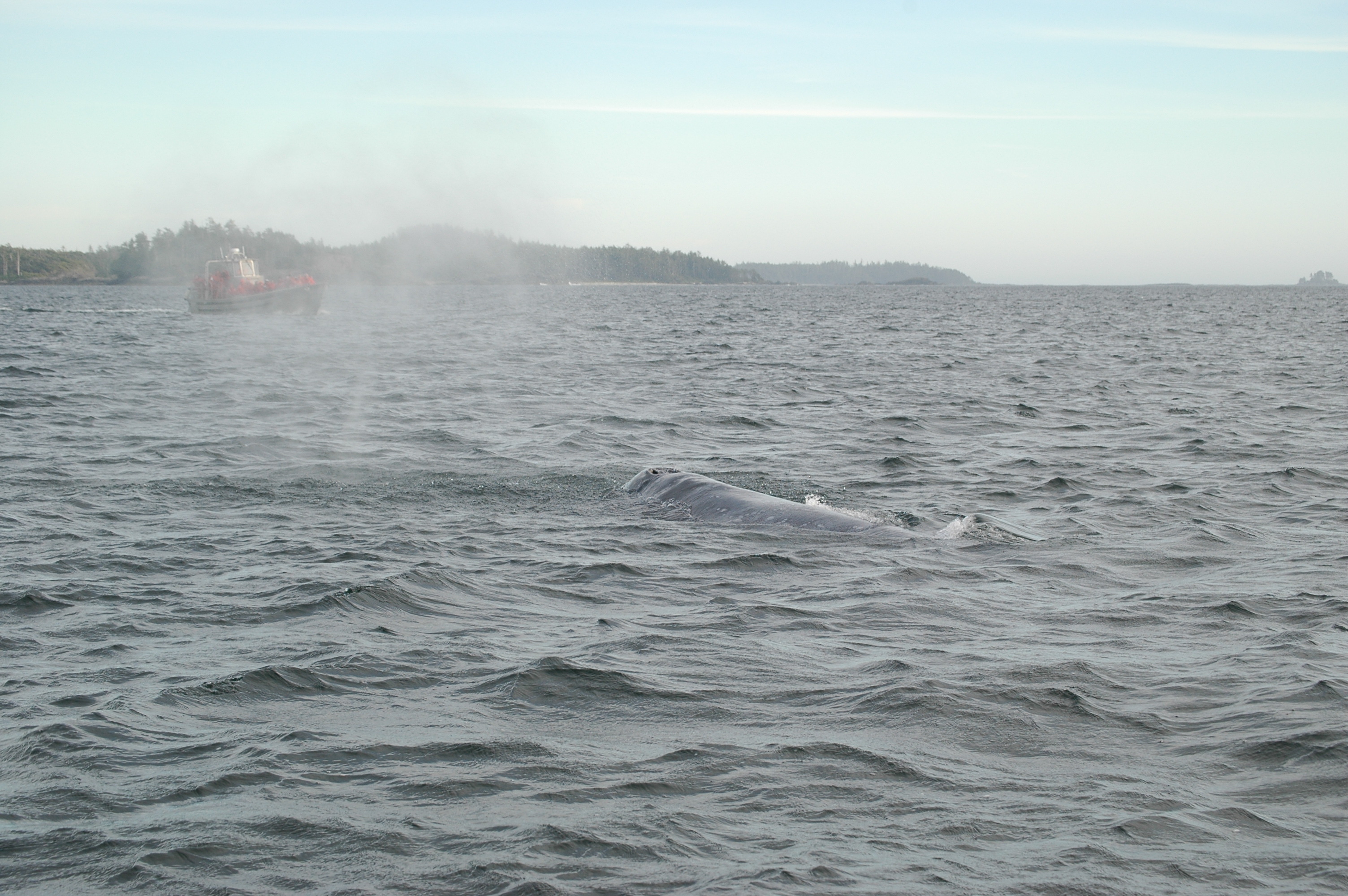 photos/wildlife/Mammal_Species/Grey_Whale/20070920-Canada-38.jpg