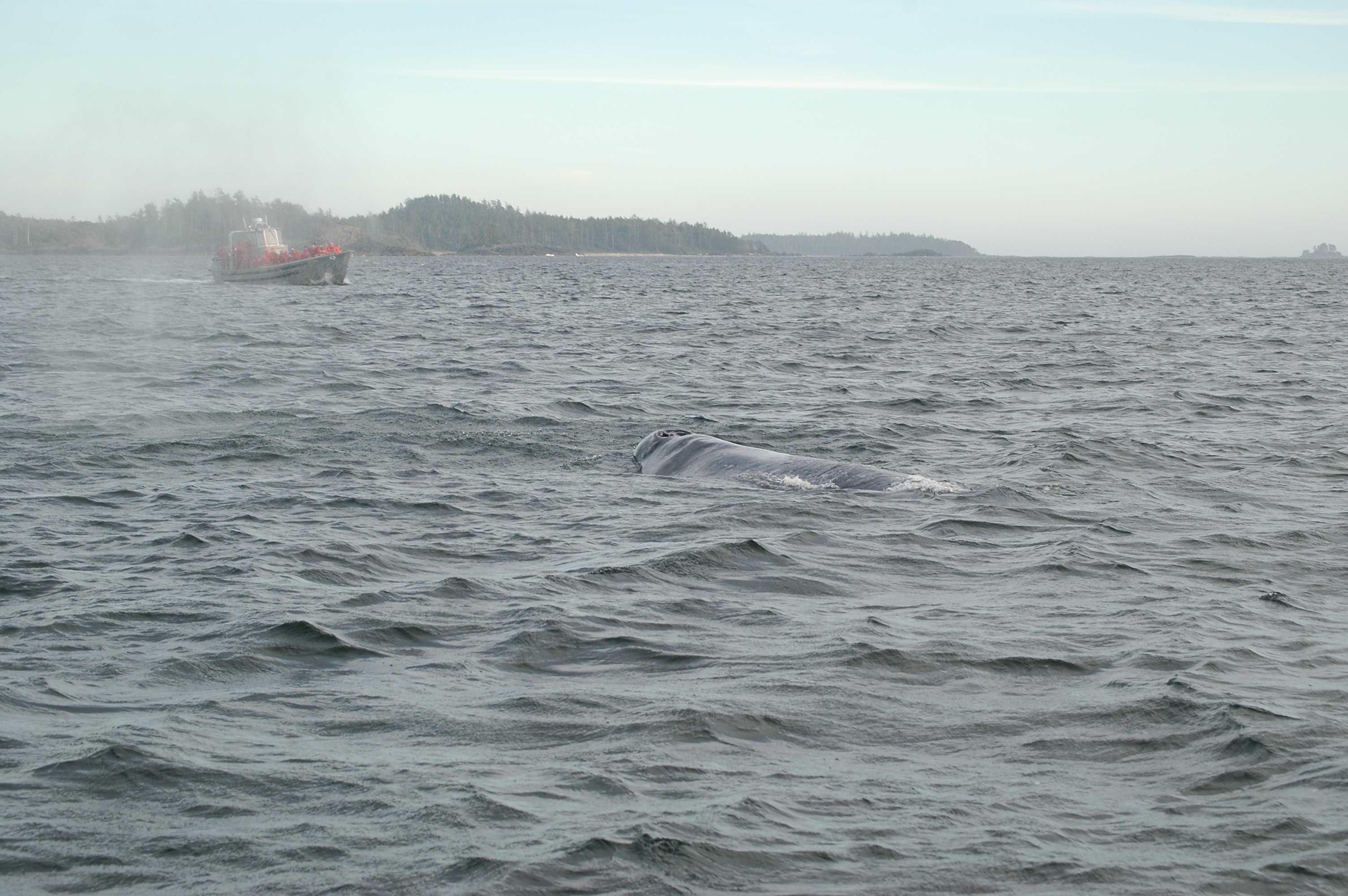 photos/wildlife/Mammal_Species/Grey_Whale/20070920-Canada-39.jpg