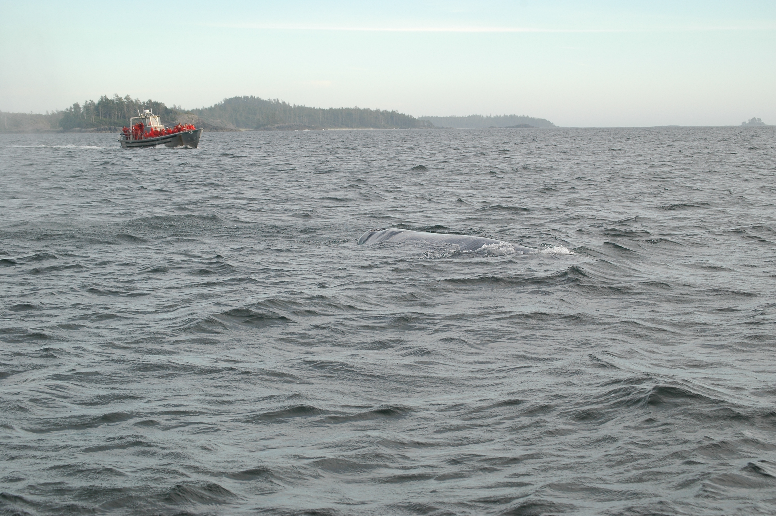 photos/wildlife/Mammal_Species/Grey_Whale/20070920-Canada-40.jpg