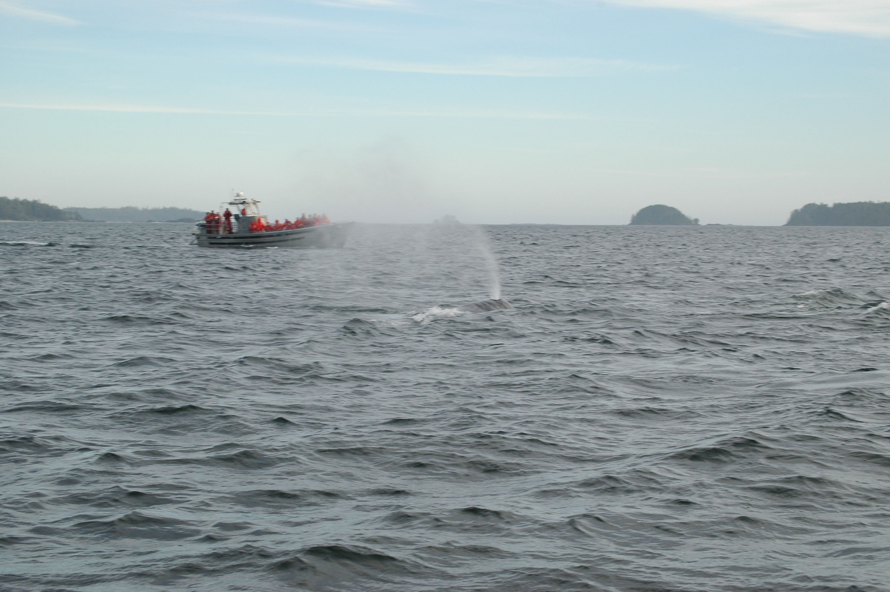 photos/wildlife/Mammal_Species/Grey_Whale/20070920-Canada-41.jpg