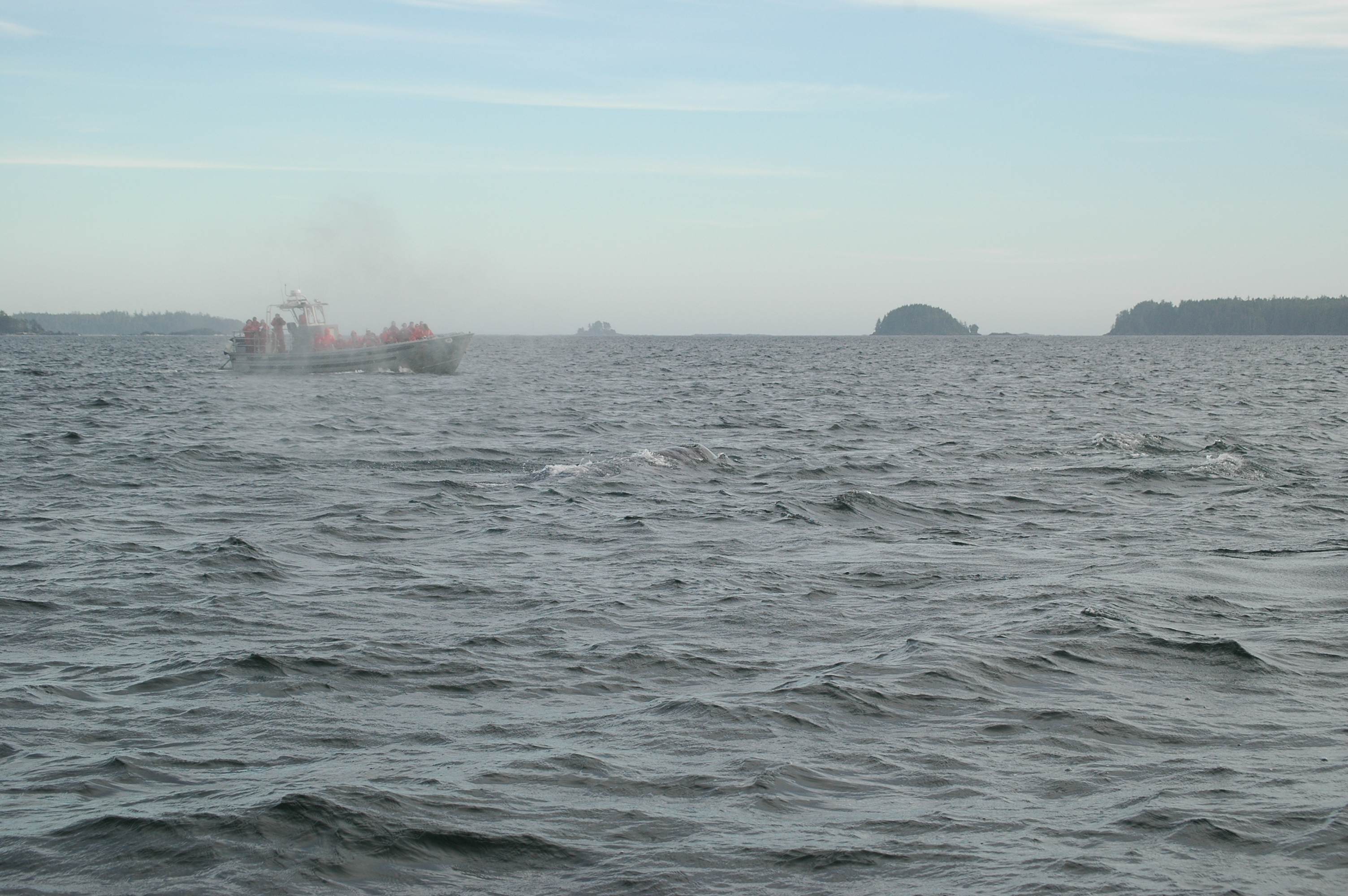 photos/wildlife/Mammal_Species/Grey_Whale/20070920-Canada-42.jpg