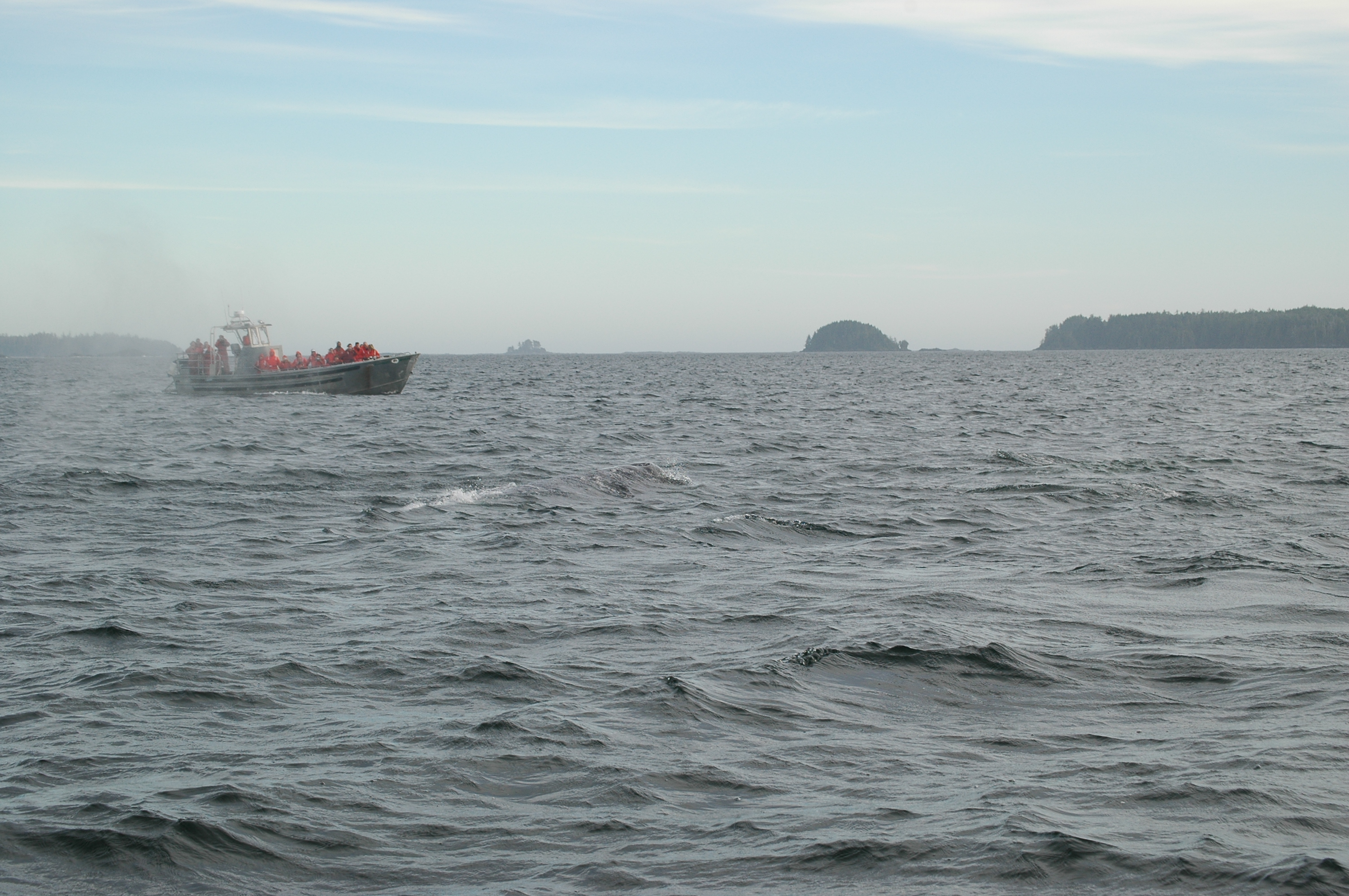 photos/wildlife/Mammal_Species/Grey_Whale/20070920-Canada-43.jpg