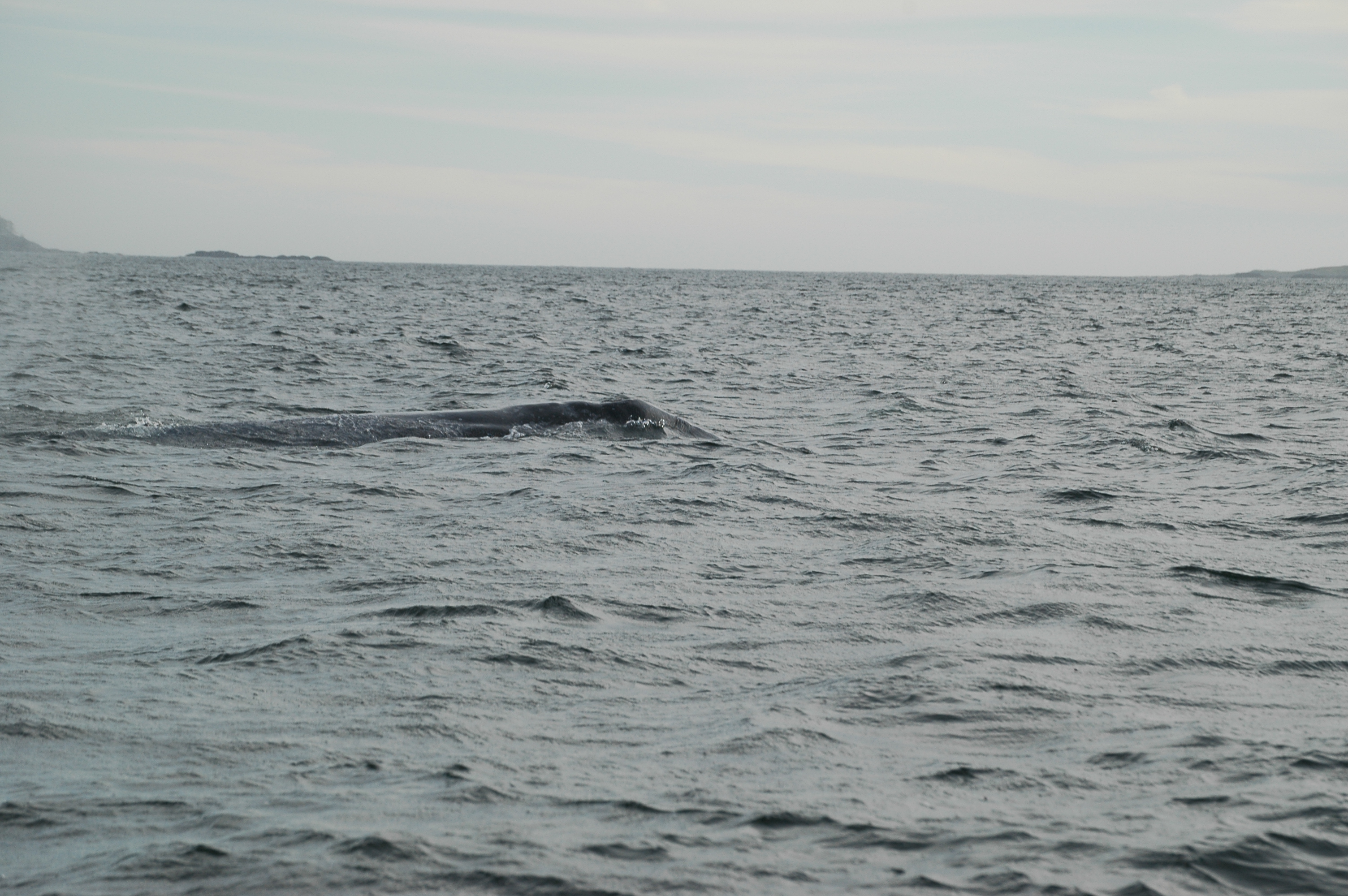 photos/wildlife/Mammal_Species/Grey_Whale/20070920-Canada-44.jpg