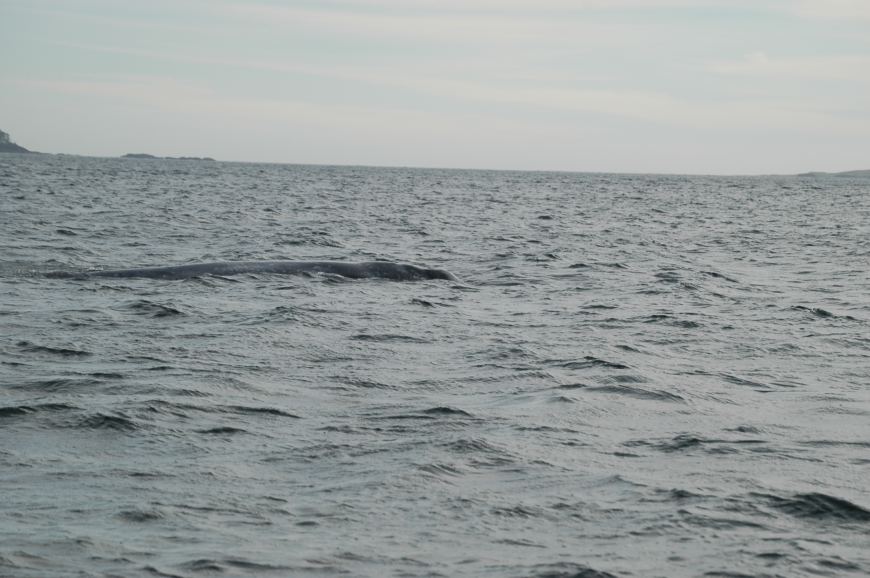 photos/wildlife/Mammal_Species/Grey_Whale/20070920-Canada-45.jpg