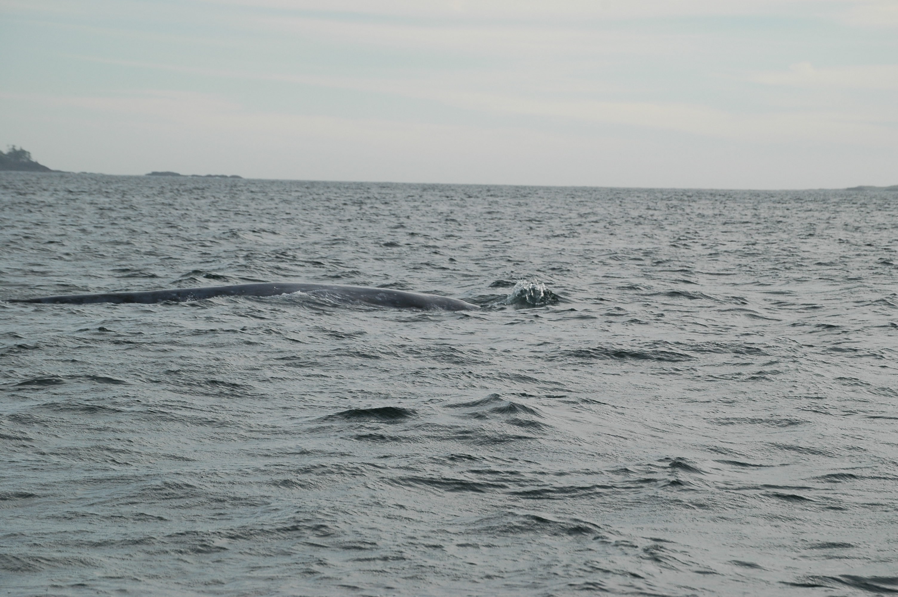 photos/wildlife/Mammal_Species/Grey_Whale/20070920-Canada-46.jpg