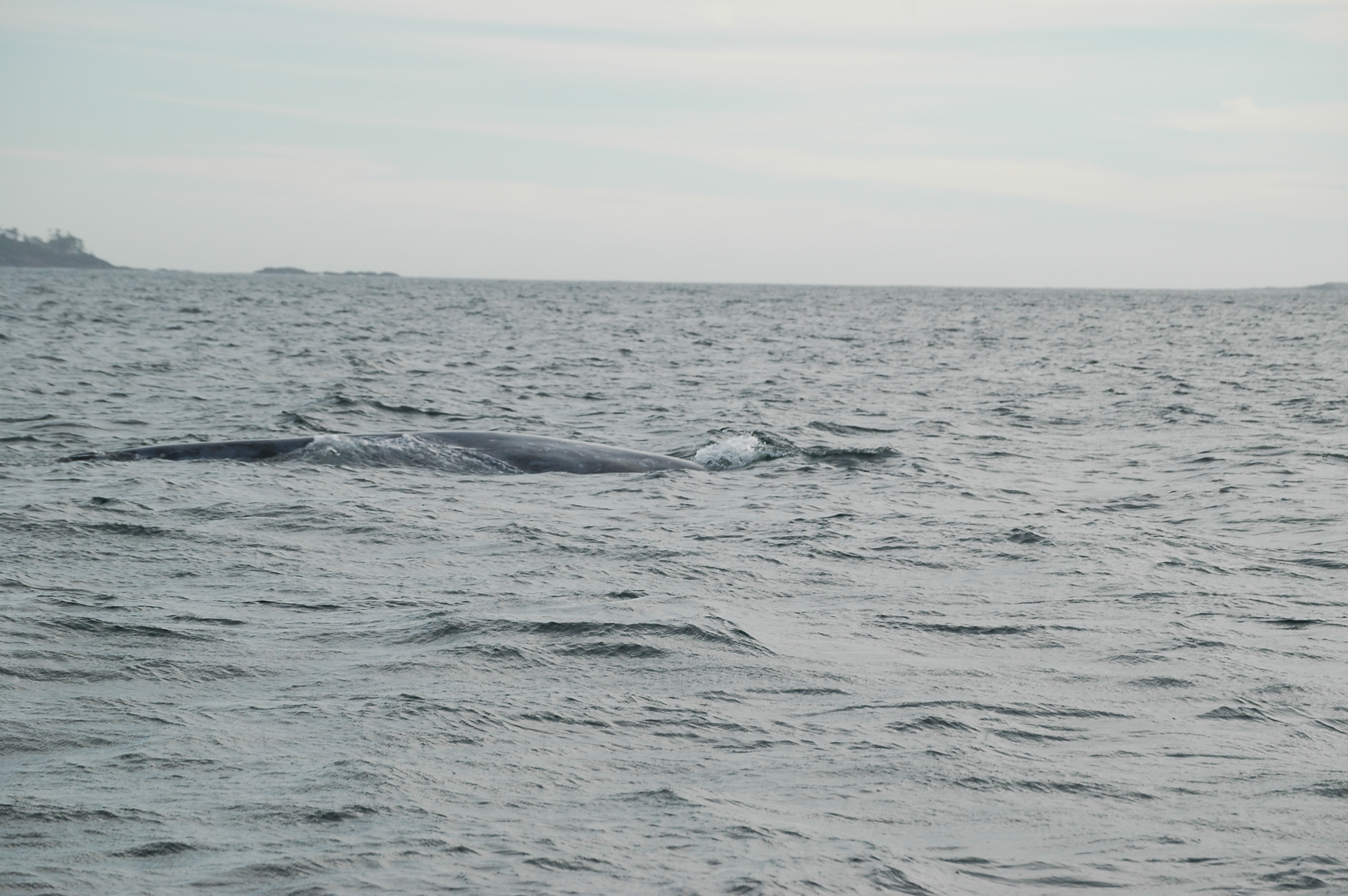 photos/wildlife/Mammal_Species/Grey_Whale/20070920-Canada-47.jpg