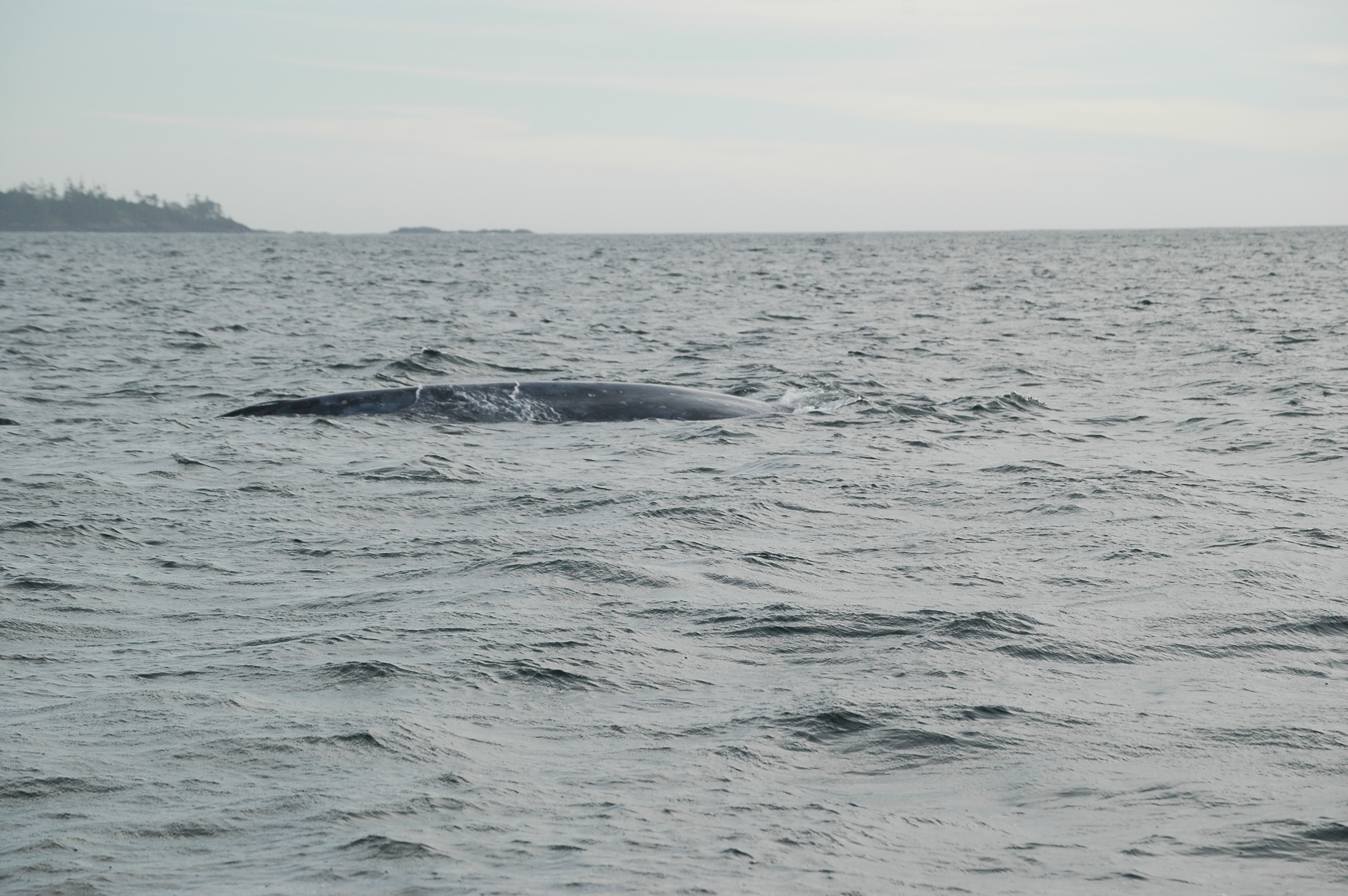 photos/wildlife/Mammal_Species/Grey_Whale/20070920-Canada-48.jpg
