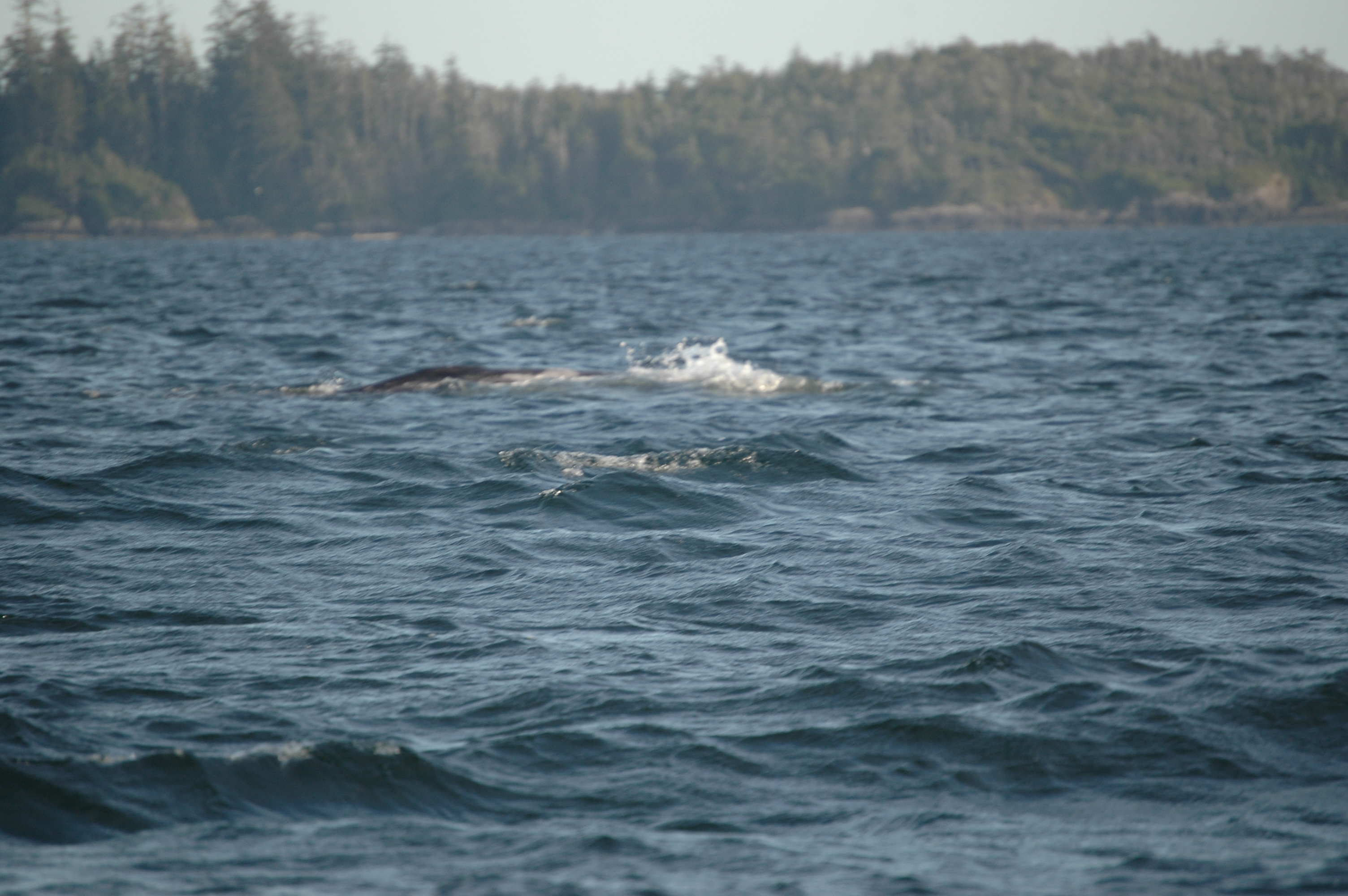 photos/wildlife/Mammal_Species/Grey_Whale/20070920-Canada-49.jpg